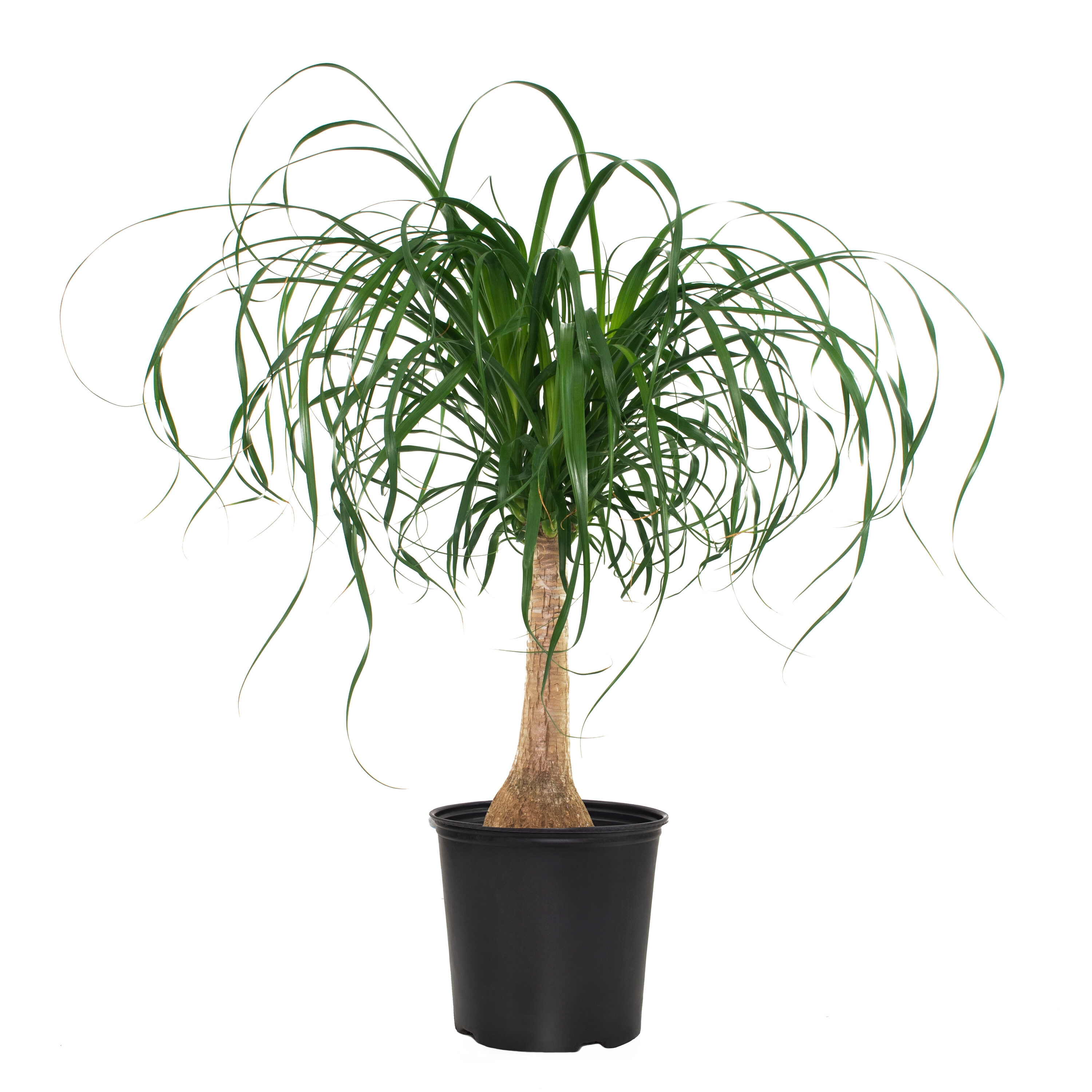 National Plant Network LW1294 Palm House plant in 10 Inch(es) Pot 1.0 -Pack