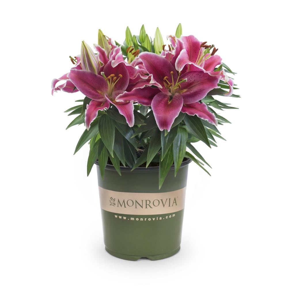 Monrovia Multicolor Oriental Lily In 1