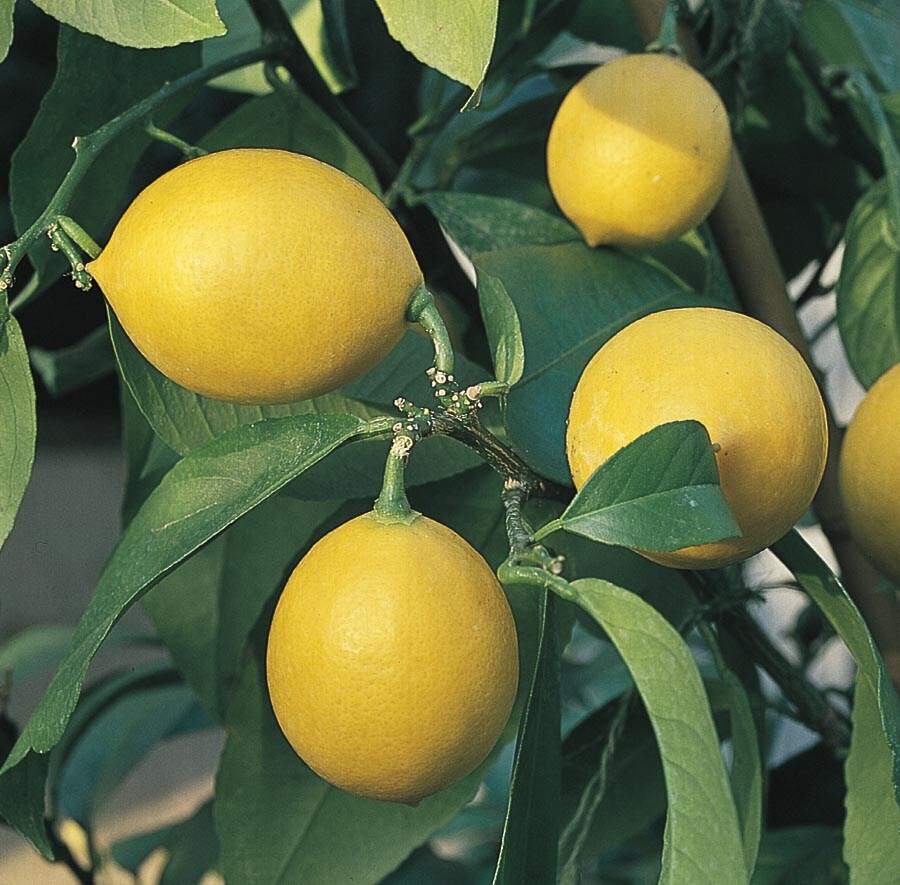 Lowe's NURSERY Lemon Plant