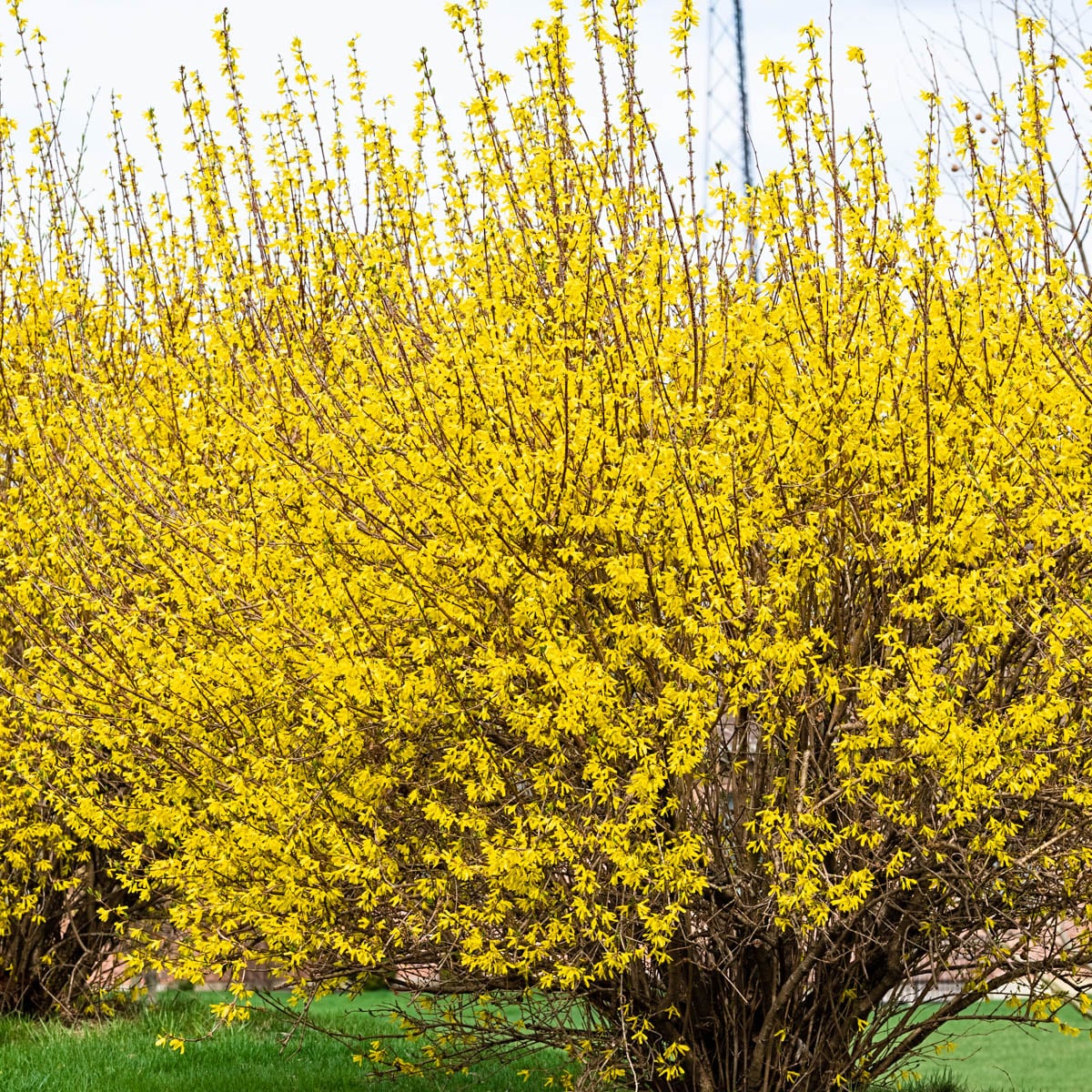 Spring Hill Nurseries 96478 Flowering Lynwood Gold Forsythia Foundation/Hedge Shrub in 3 -Pack Bare root 3 -Pack ,Yellow Blooms