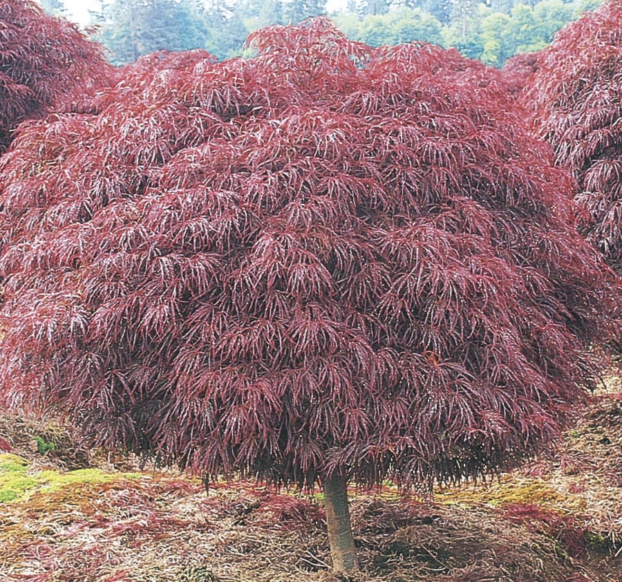  NURSERY 3-Gallon Red Feature Tree Crimson Queen Japanese Maple In Pot (With Soil)