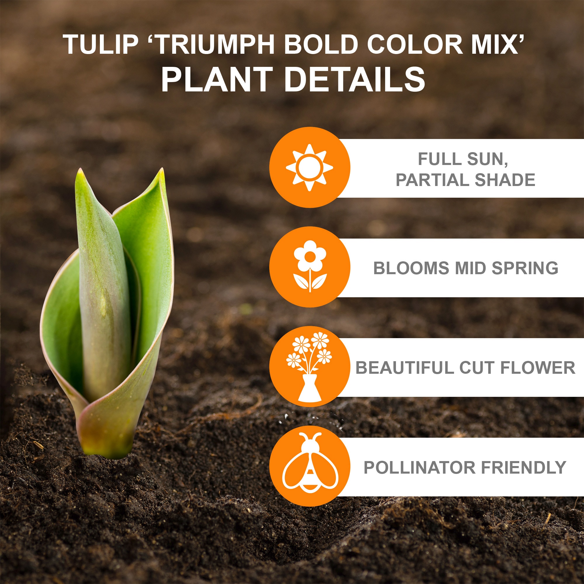 Garden State Bulb ECF-36-50-02 Plant-Bulbs - View #2