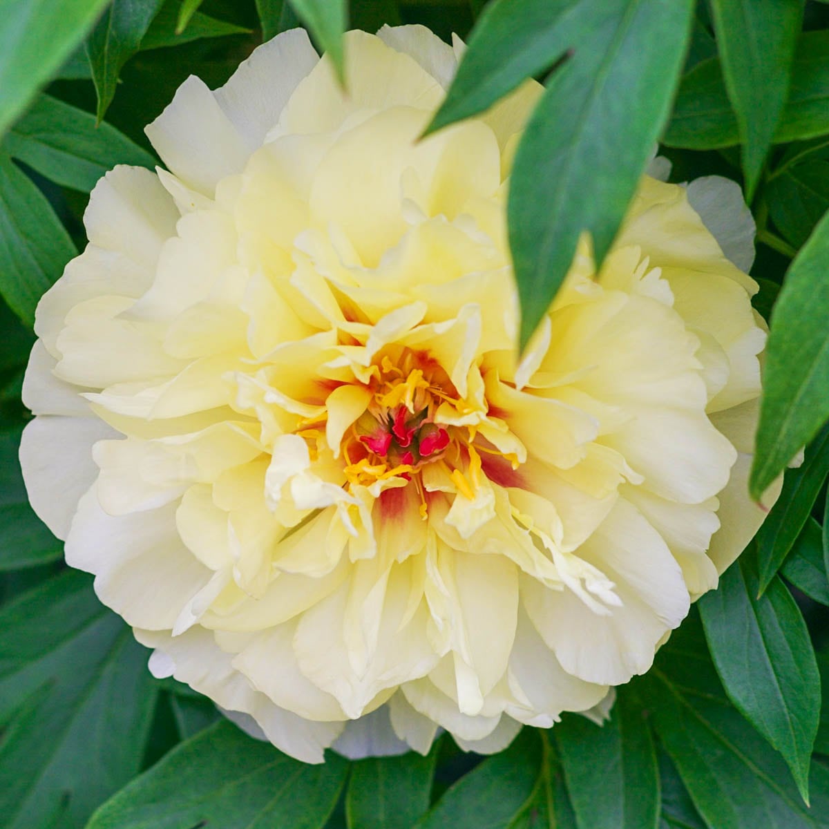 Spring Hill Nurseries 92155 Yellow Vanilla Manila Itoh Peony Potted Flowering Perennial Plant in 1 -Pack Bareroot