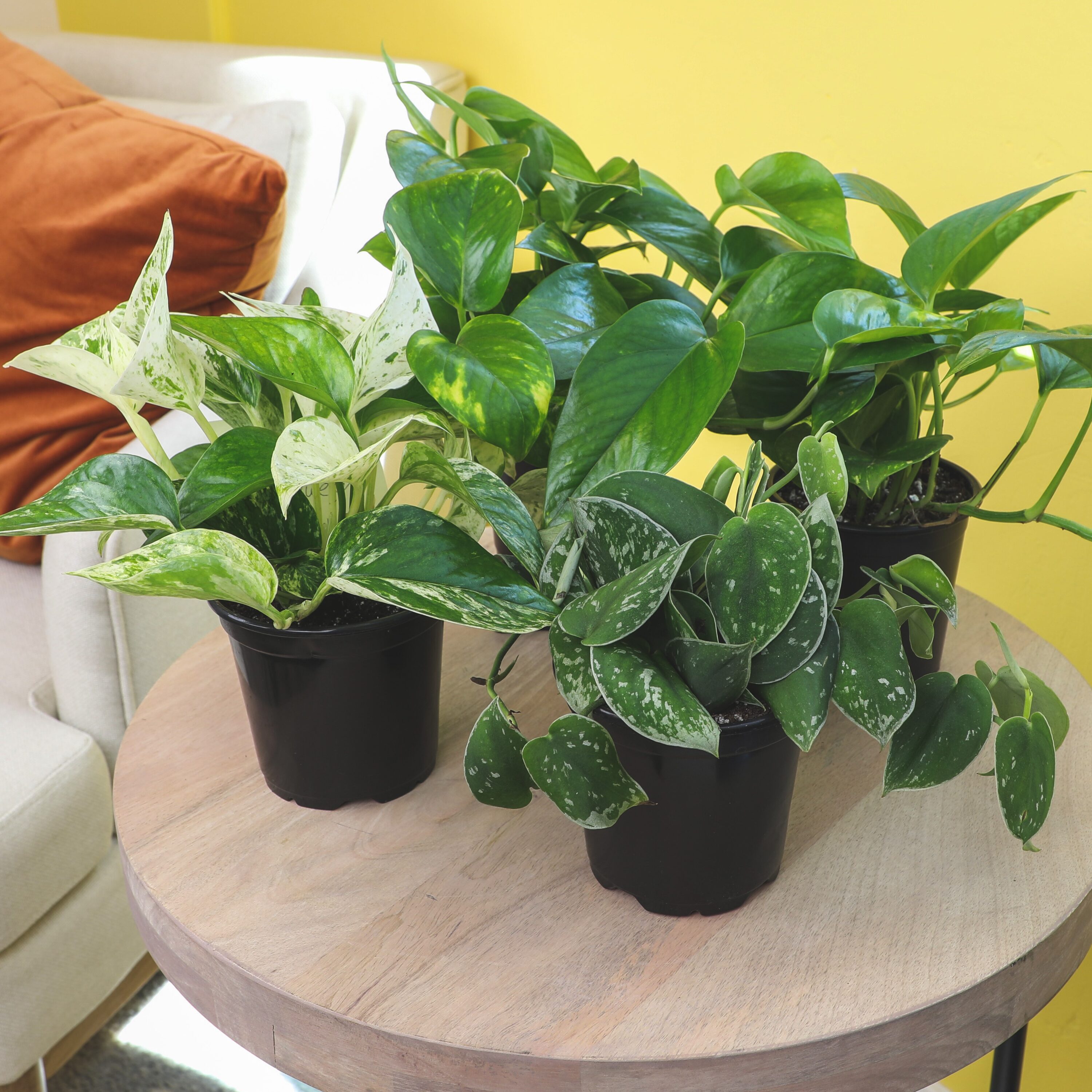 Altman Plants 0872700 hseplants - View #8