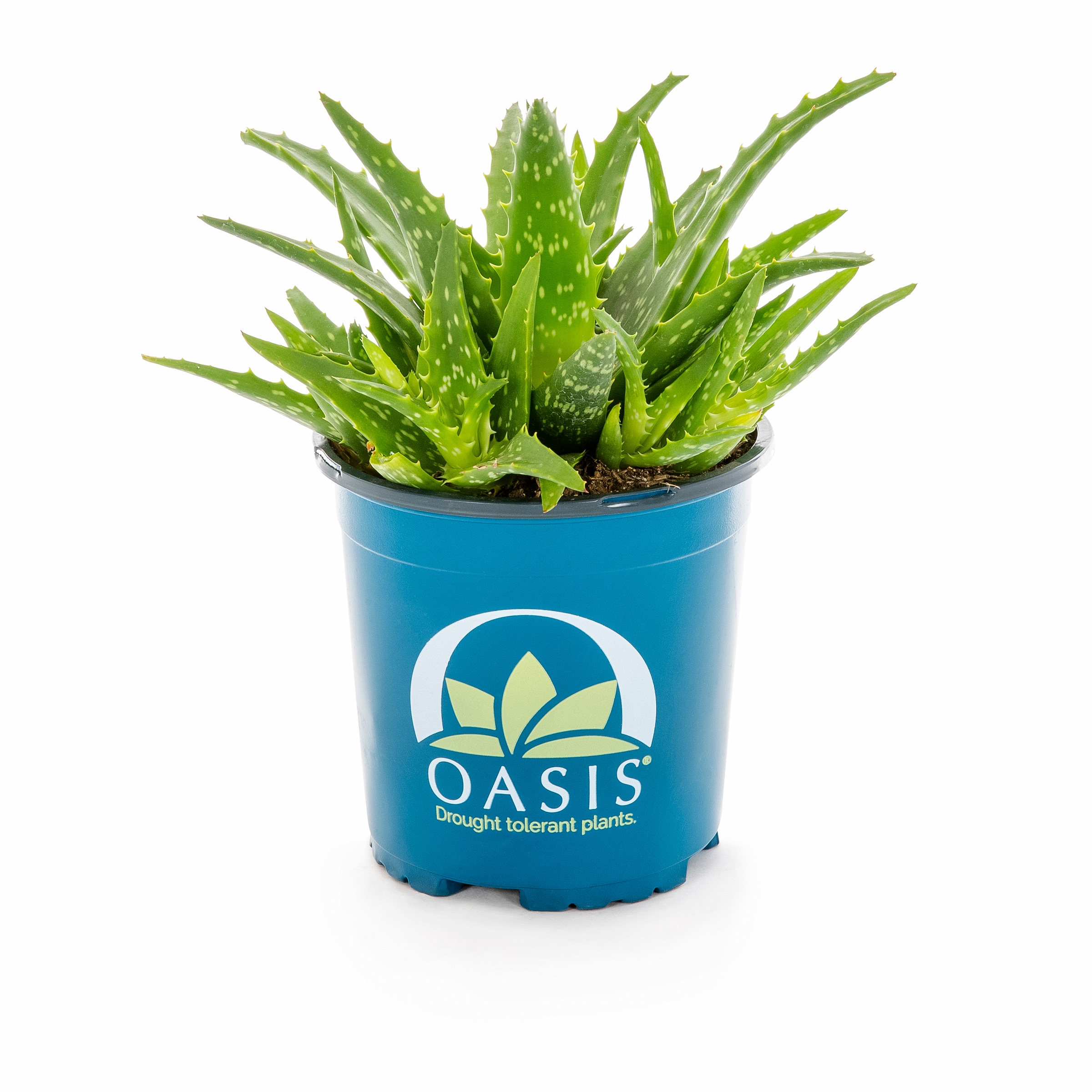 Lowe's 937396 Cacti-Succulents - View #13