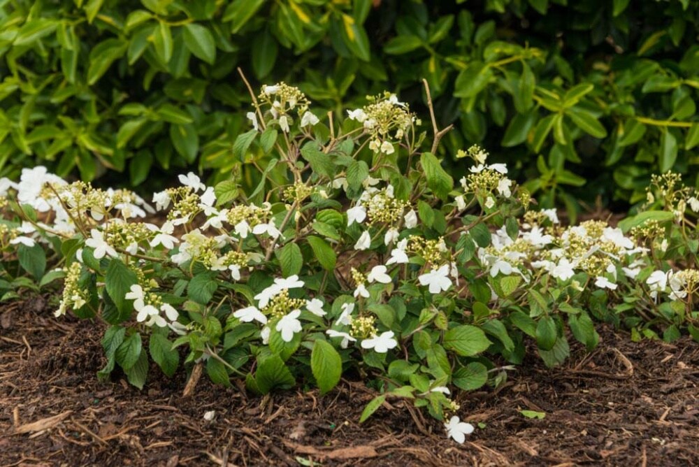 Gardens Alive! 69972 shrubs - View #4
