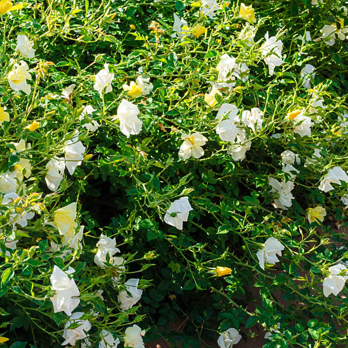 Spring Hill Nurseries 88439 roses - View #2
