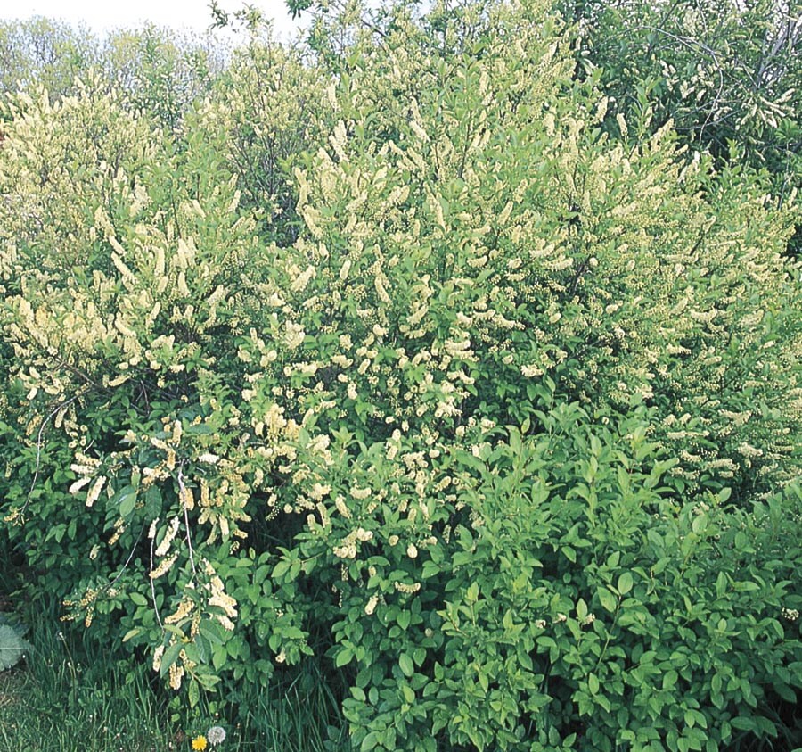  NURSERY 12.07-Gallon White Screening Tree Multi-stem Chokecherry In Pot (With Soil)