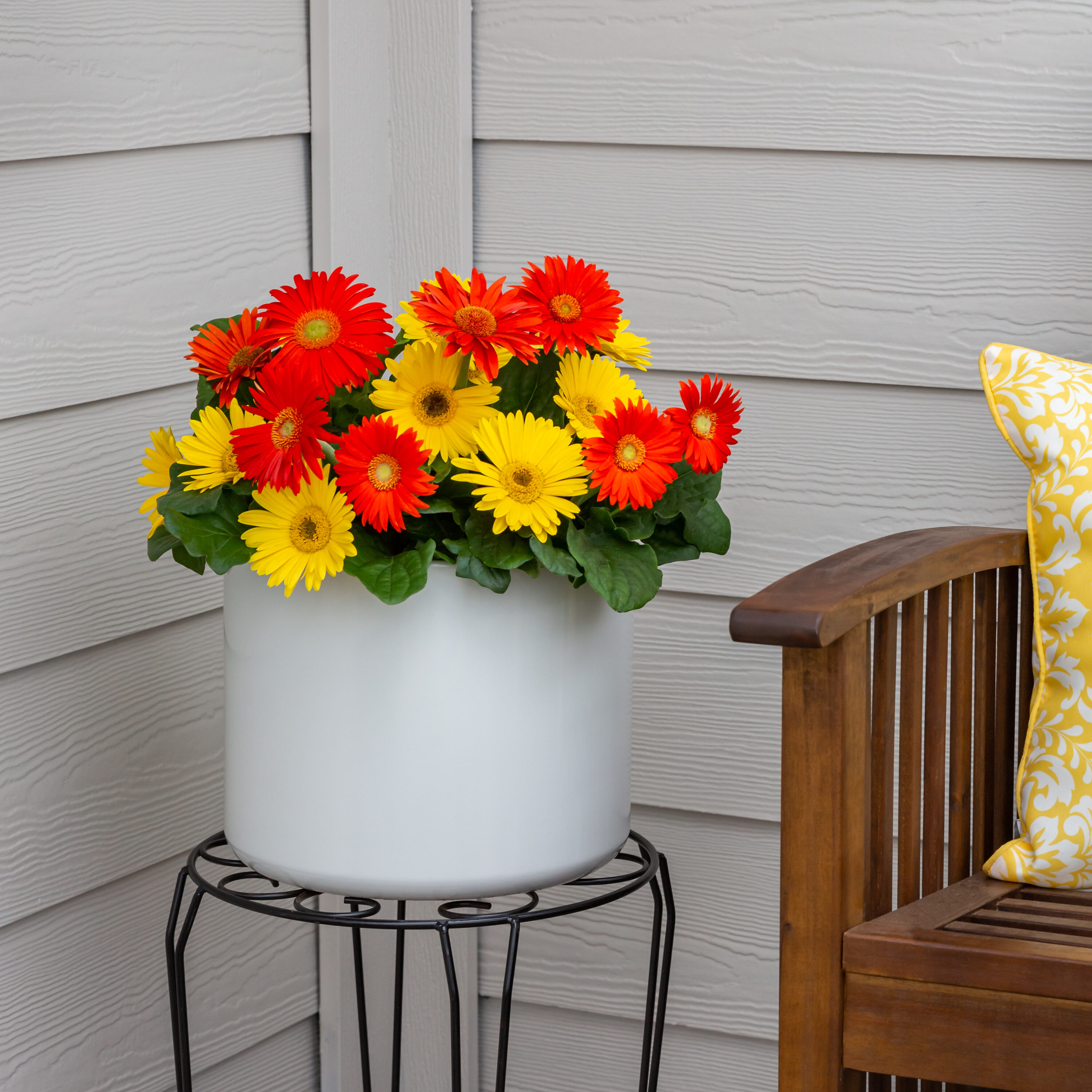 Monrovia 79165 annuals - View #4