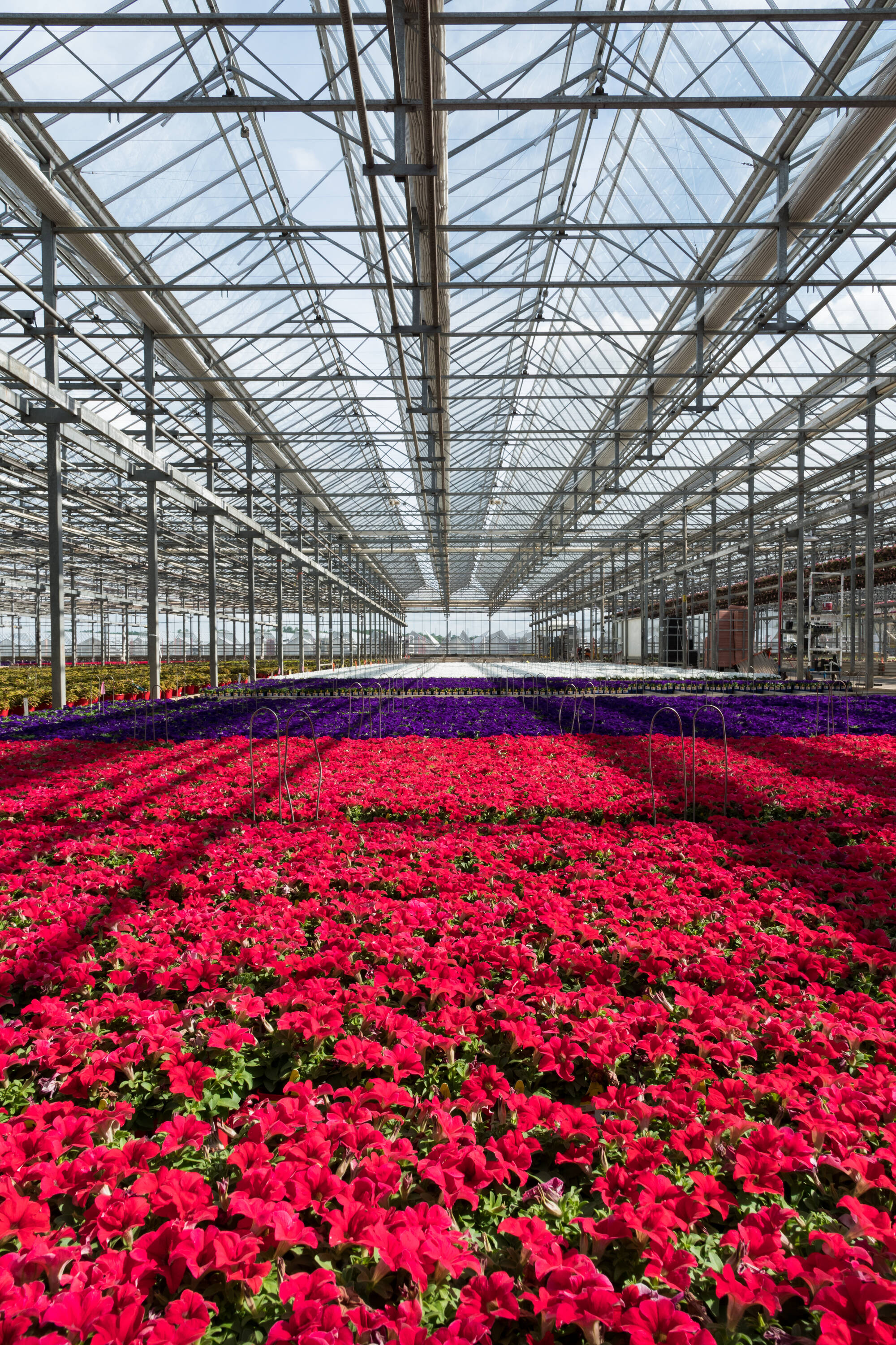 Metrolina Greenhouses 5277 annuals - View #3