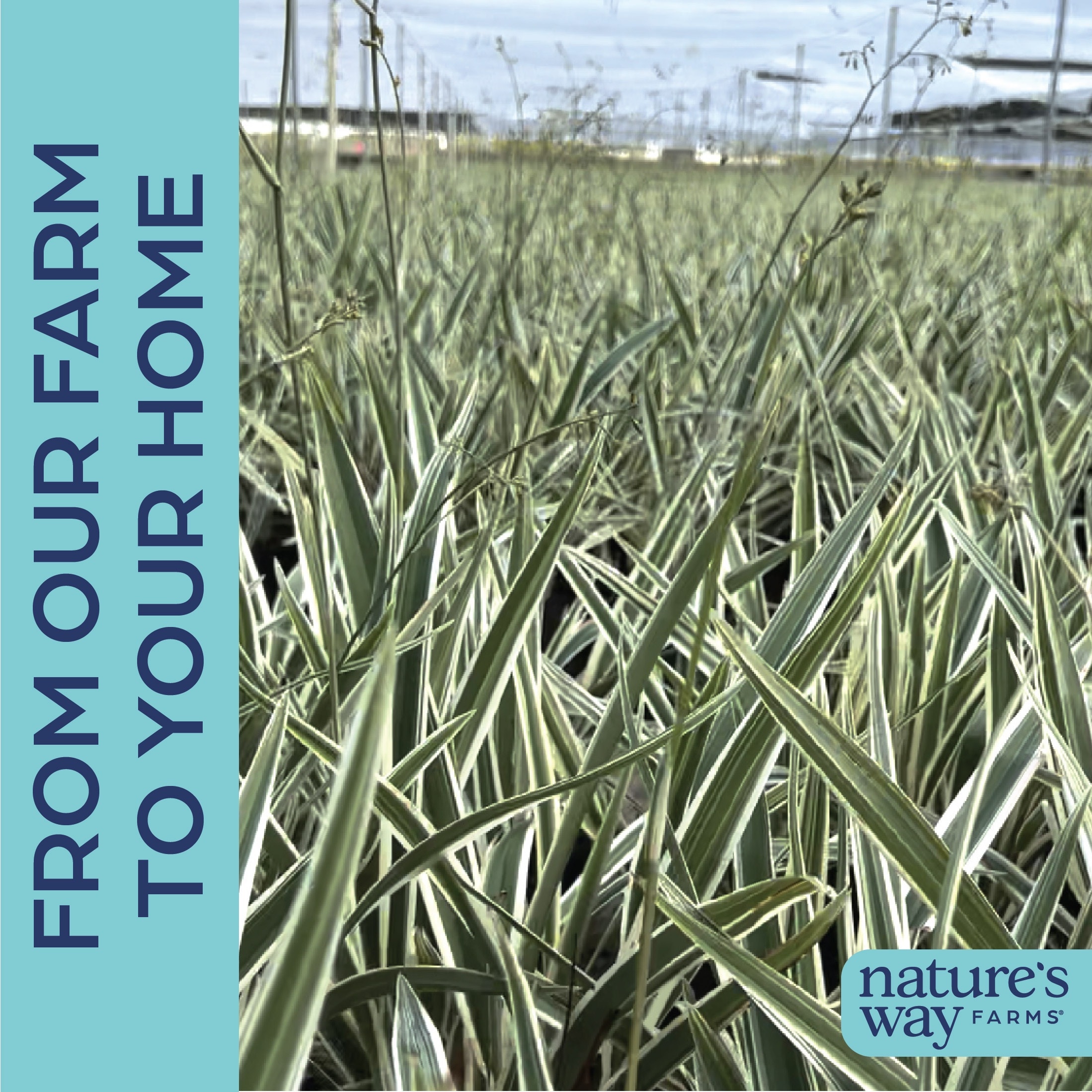 Nature's Way Farms 37585 perennials - View #4