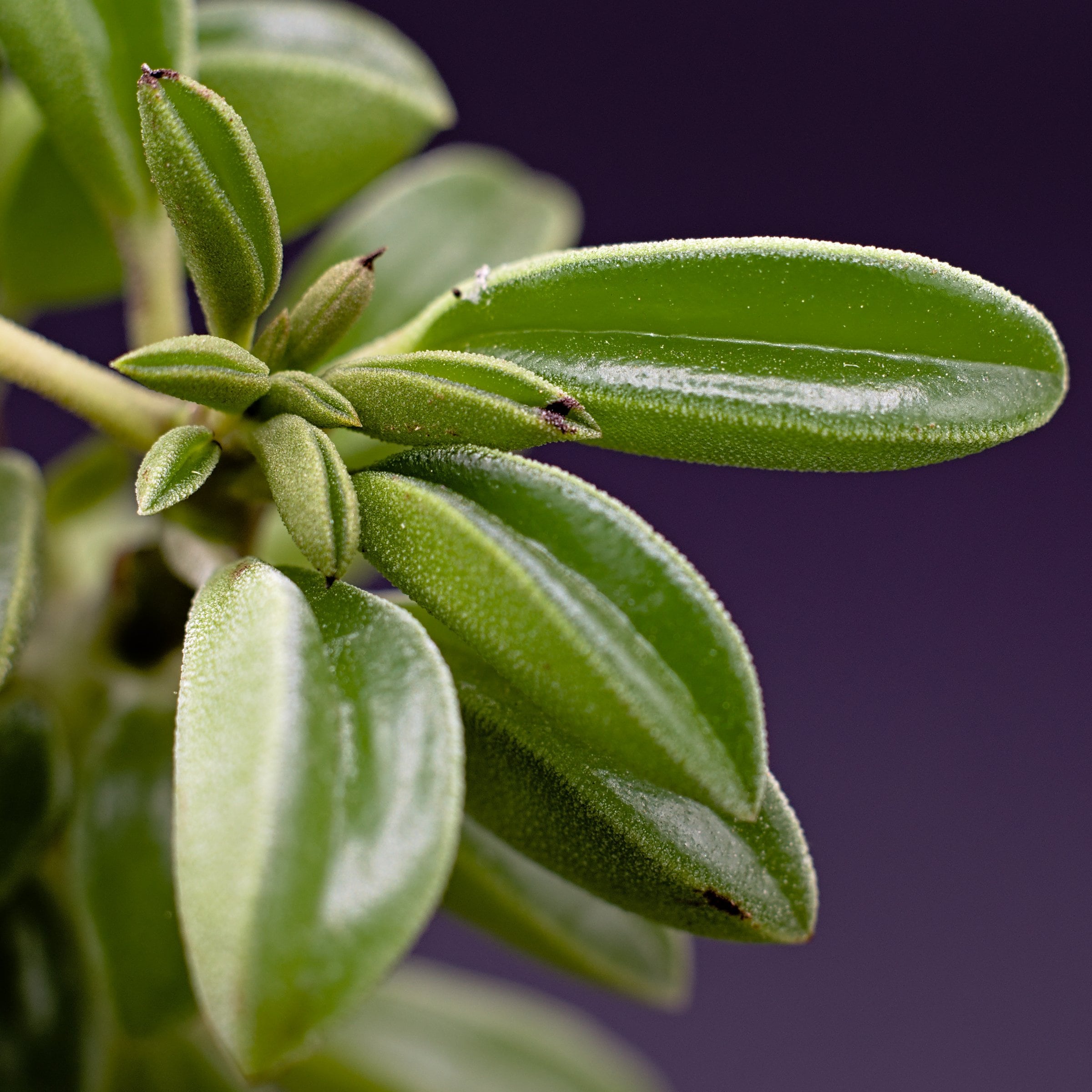 National Plant Network LW2337 hseplants - View #4