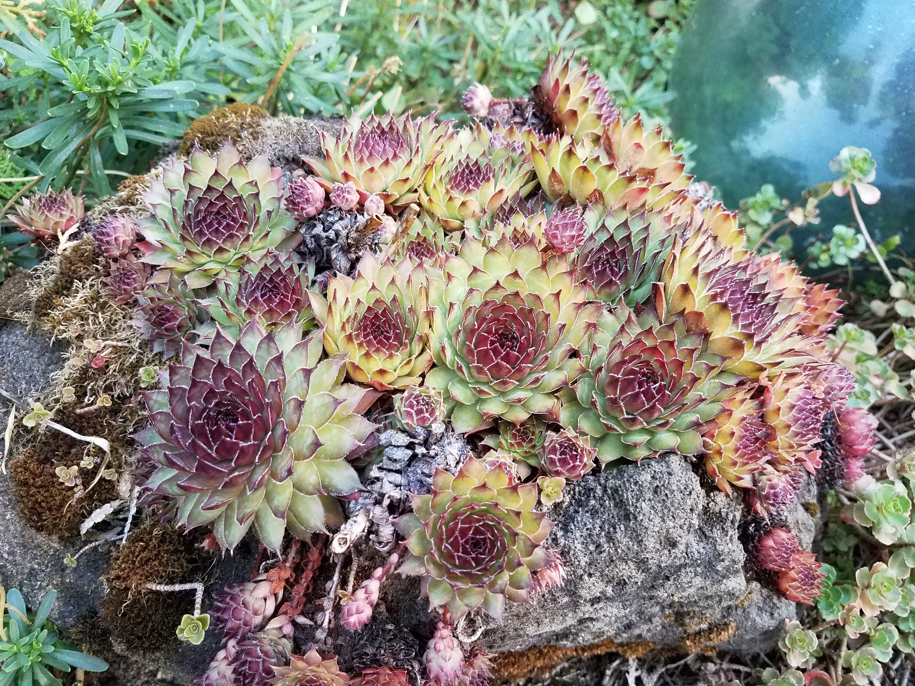 1903 perennials - View #5