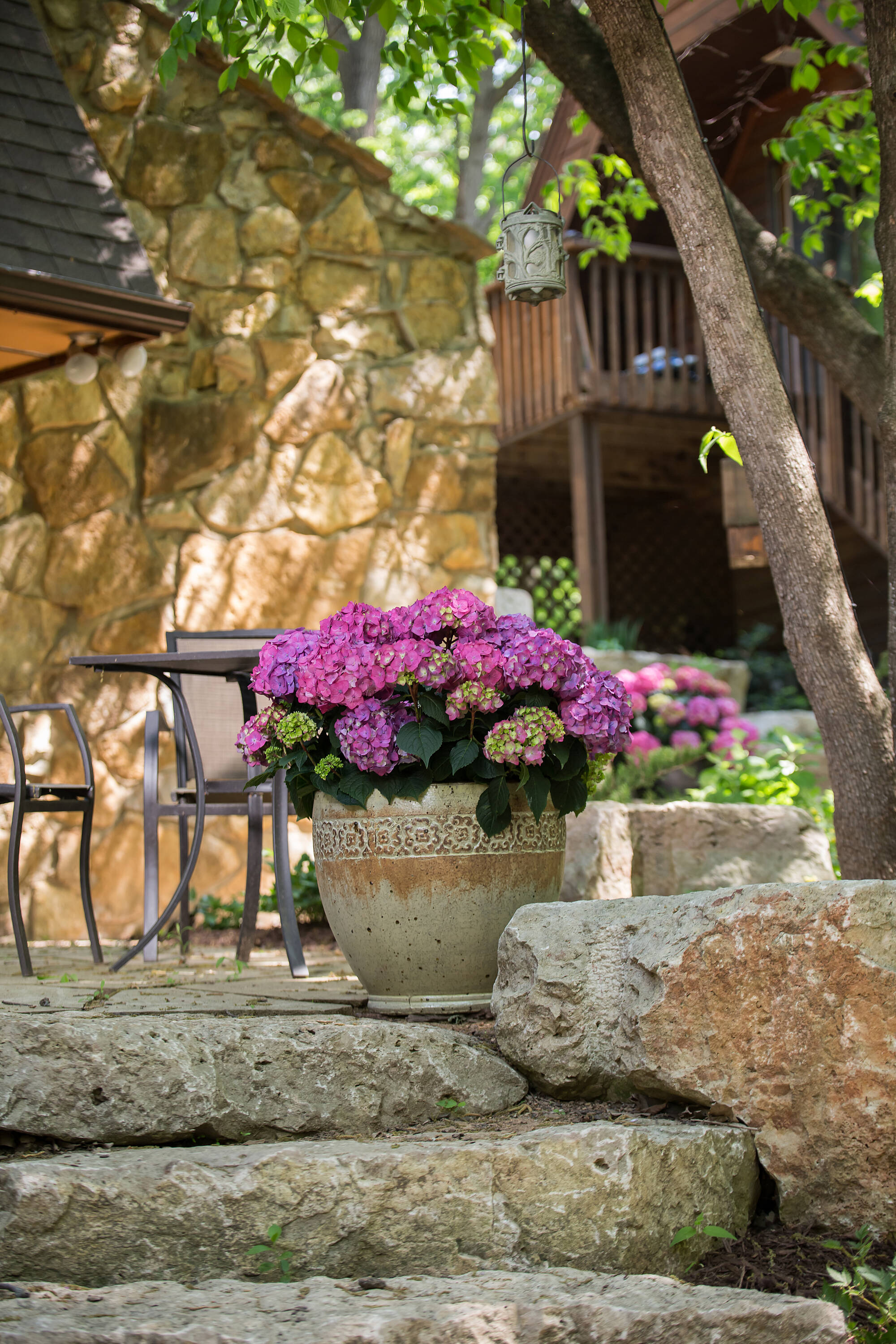 Endless Summer NURSERY shrubs - View #14