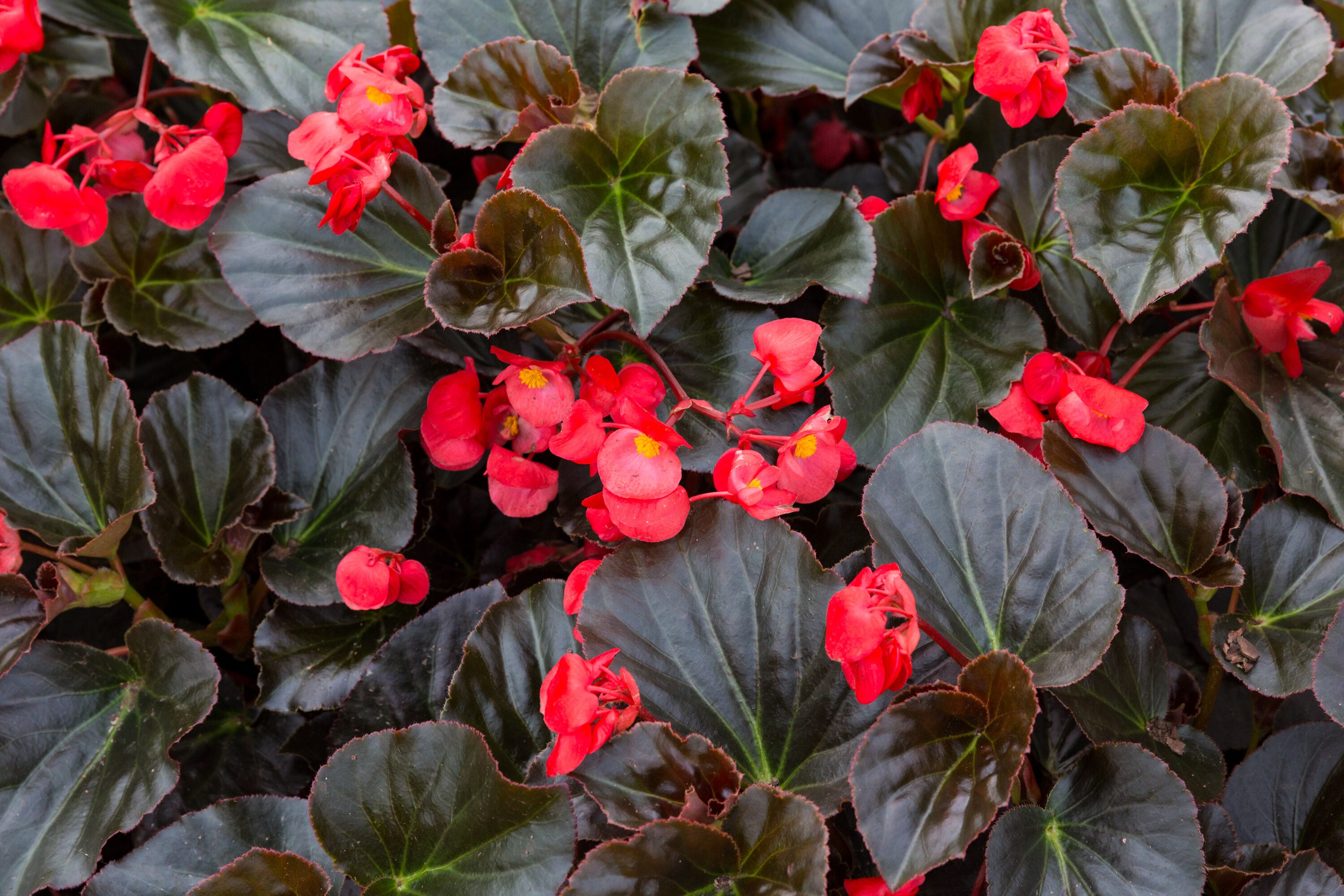 Proven Winners 5062 annuals - View #3