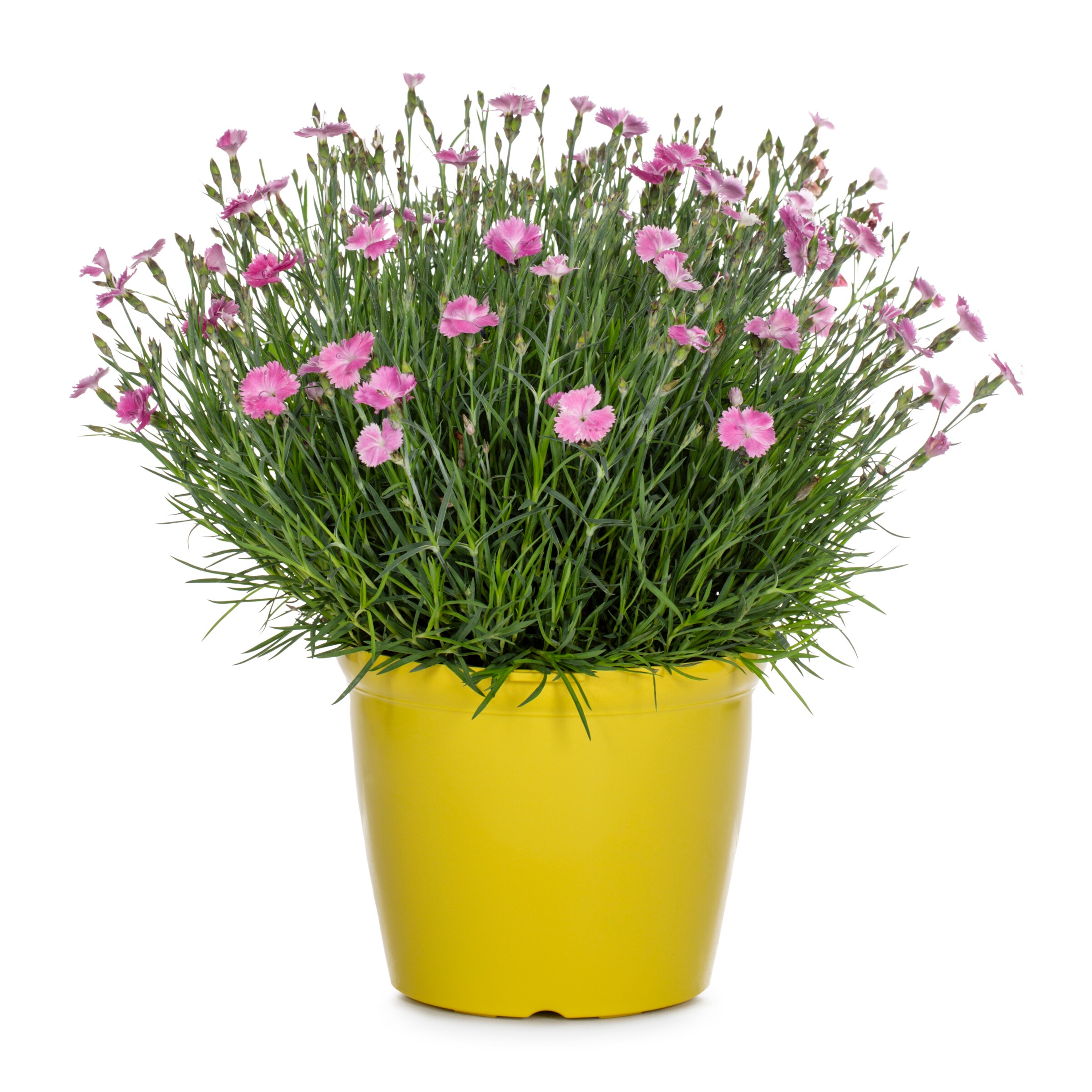 Lowe's NURSERY Multicolor Dianthus in 3-Quart Planter