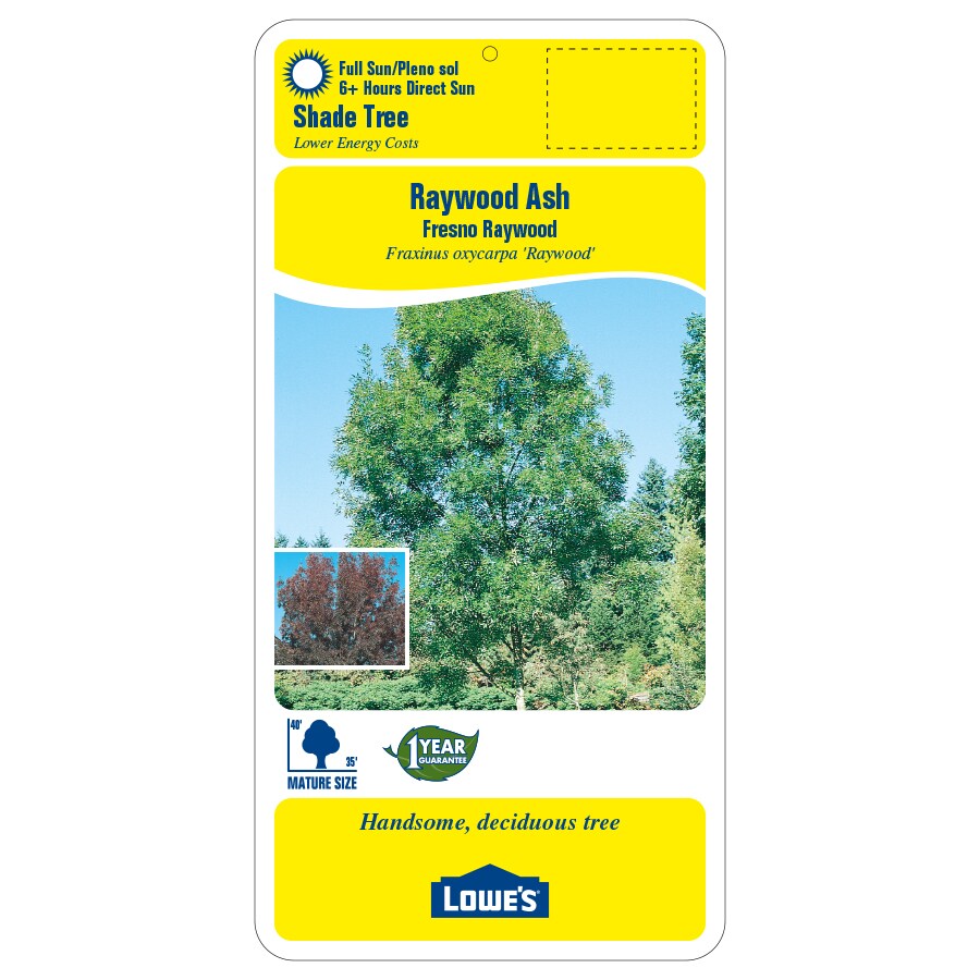 Lowe's NURSERY trees - View #2
