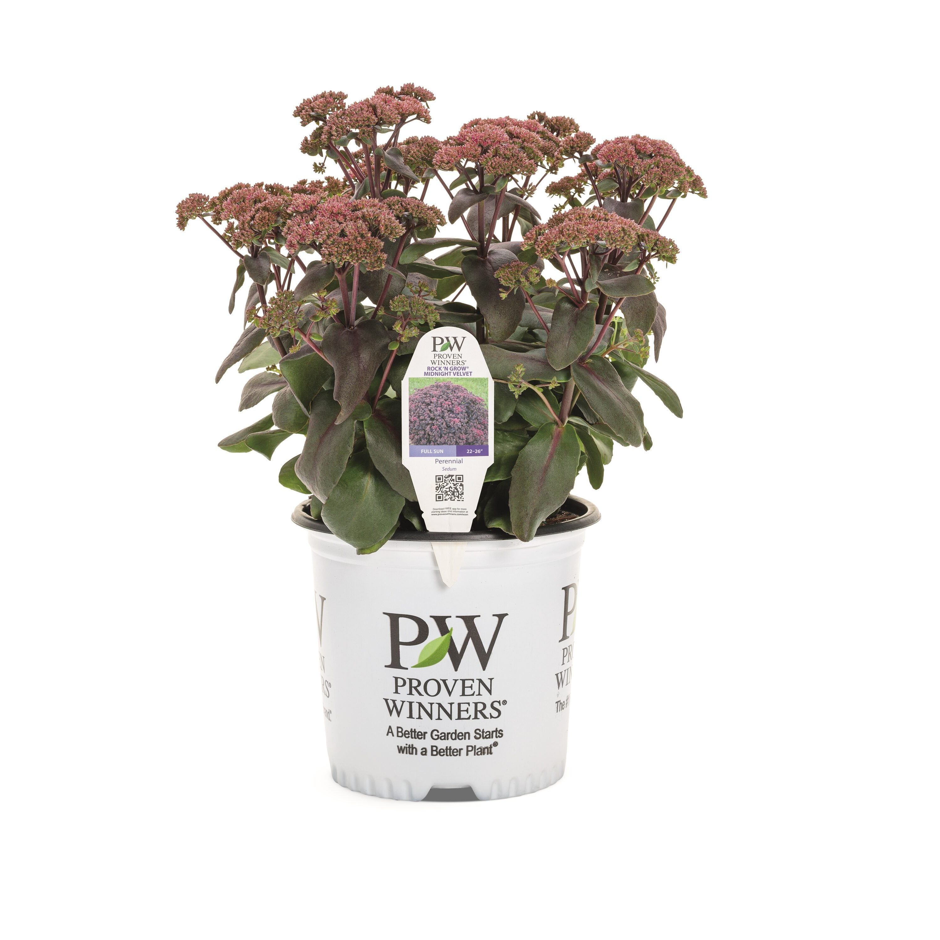 RockNGrow Mid Velvet TGal