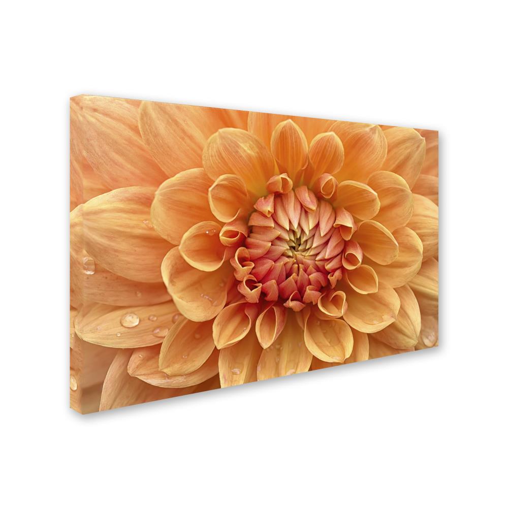 Trademark Fine Art ALI1685-C1219GG Wall-Art - View #2