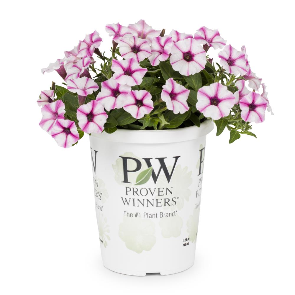 Lowe's Multicolor Petunia in 1.56-Pint Pot at Lowes.com