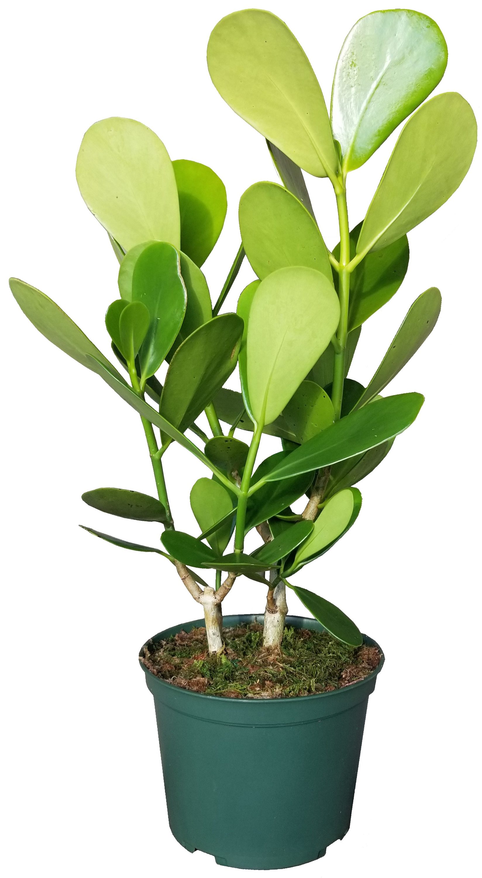 Autograph House Plant in 6-in Pot at Lowes.com