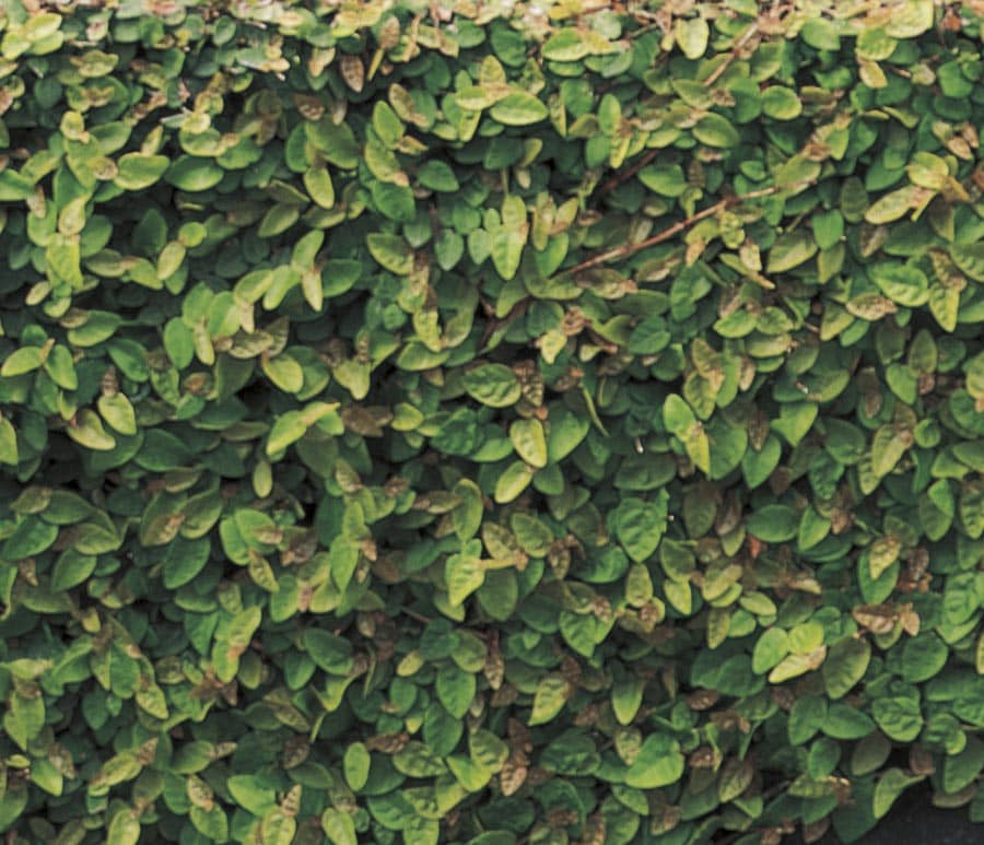 Ground Cover Light Requirements Part sun