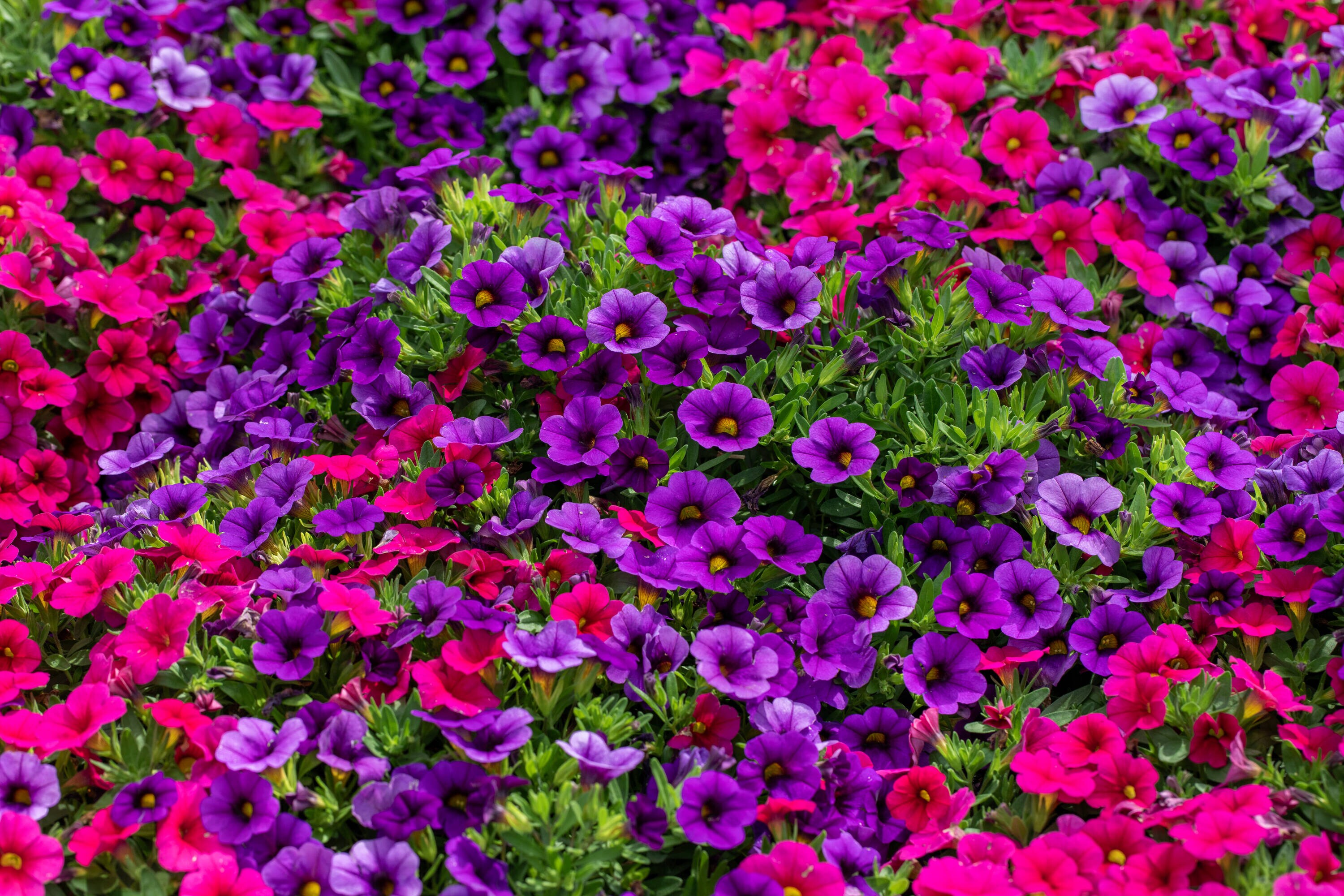 Metrolina Greenhouses 4853 annuals - View #4