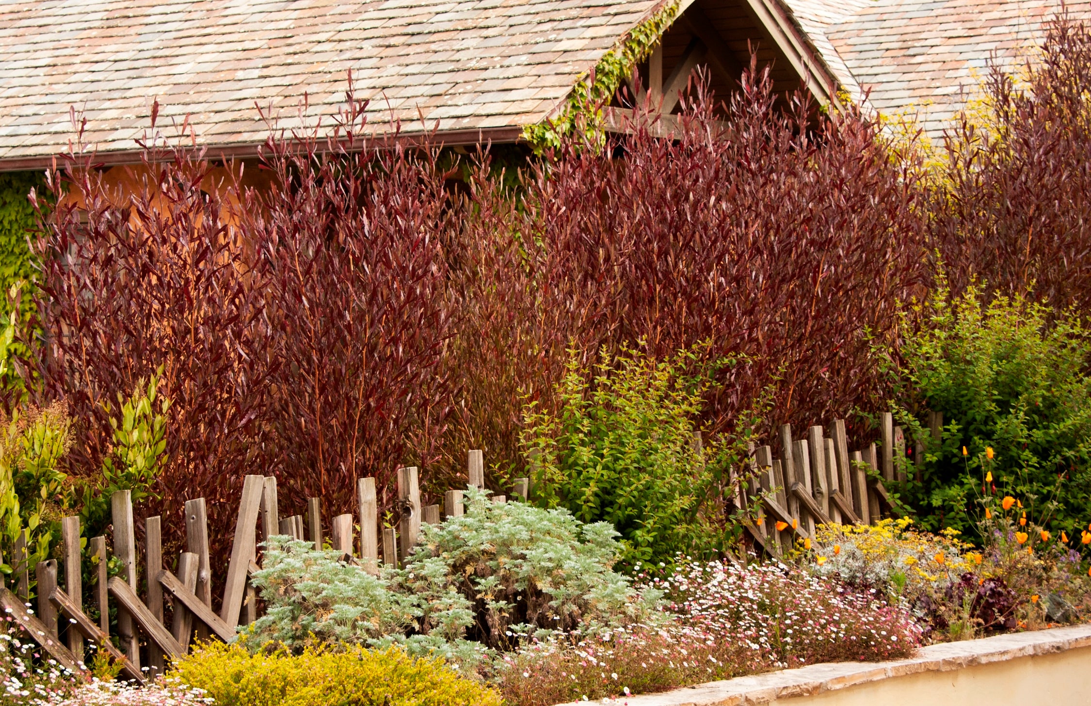 Monrovia 031655 shrubs - View #4