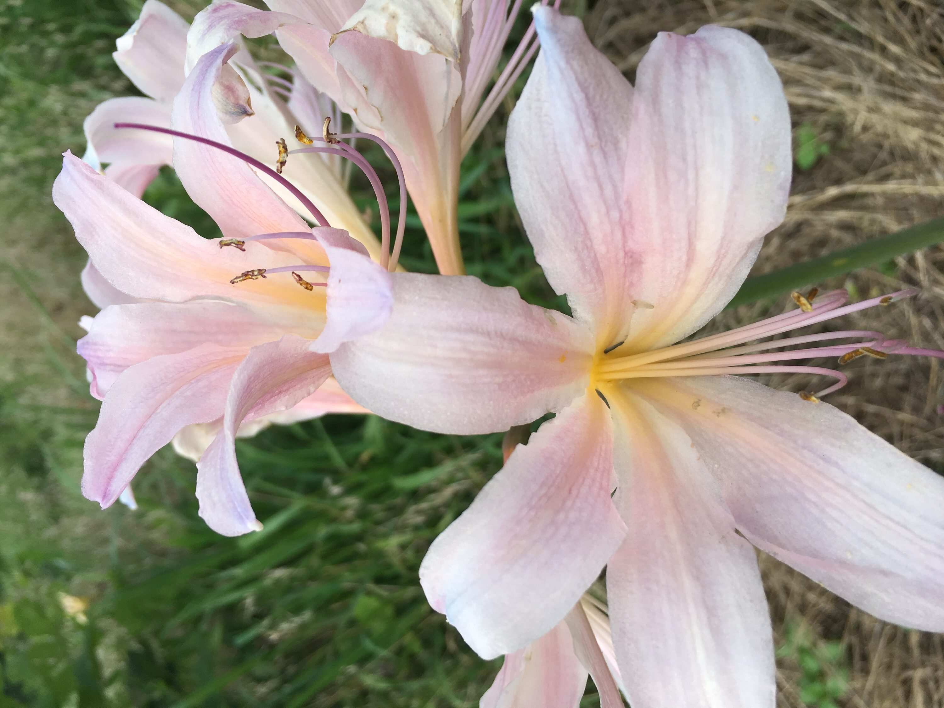 Daylily Nursery 21655 Plant-Bulbs - View #2