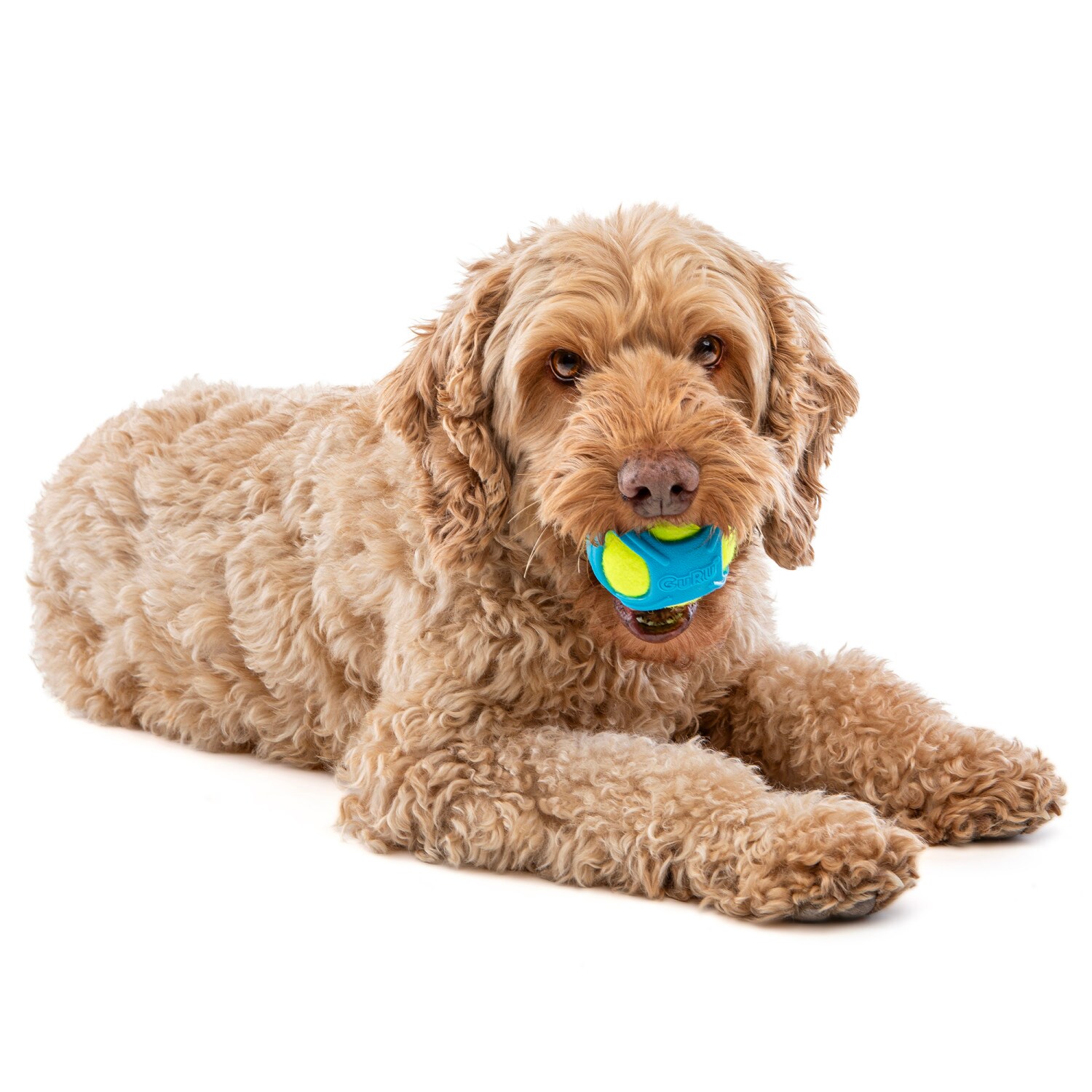 GURU G0850048425262 Dog-Toys - View #2