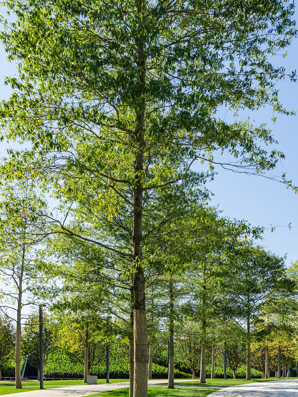 Southern Planters OAKWIL05G trees - View #3
