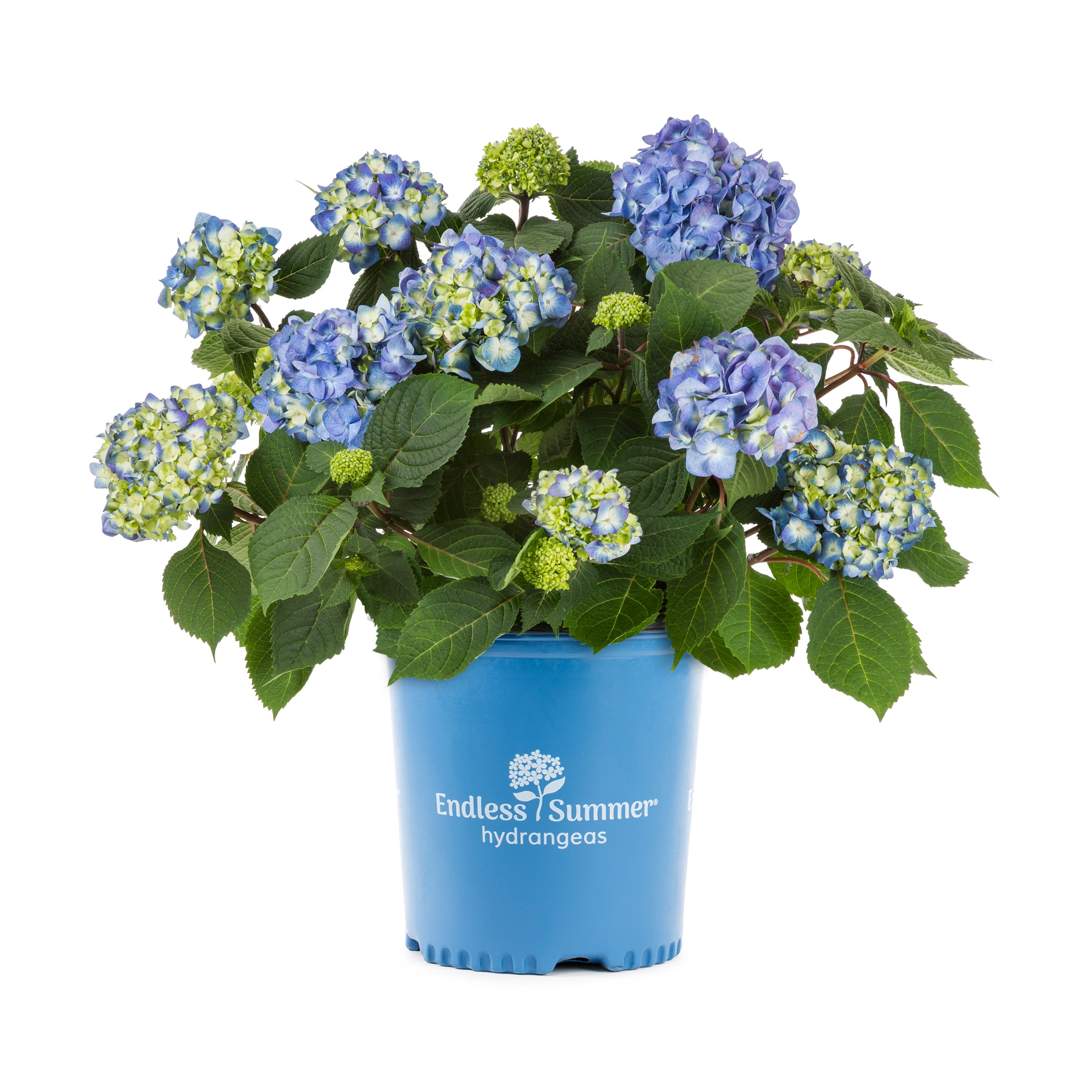 Metrolina Greenhouses Blue Hydrangea Flowering Shrub In 1-gallon Pot In 