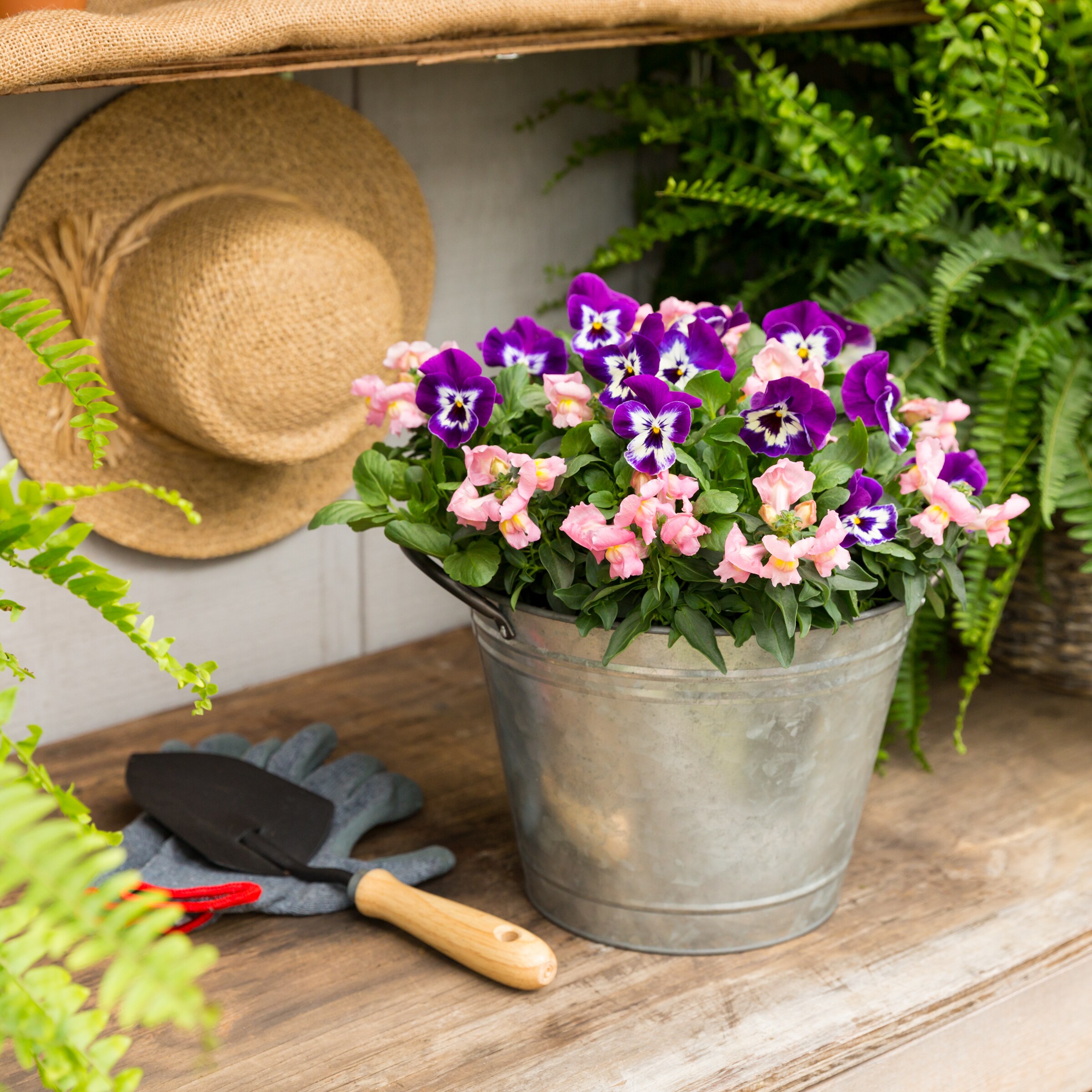 Lowe's Multicolor Moss Rose in 1-Pint Pot in the Annuals department at