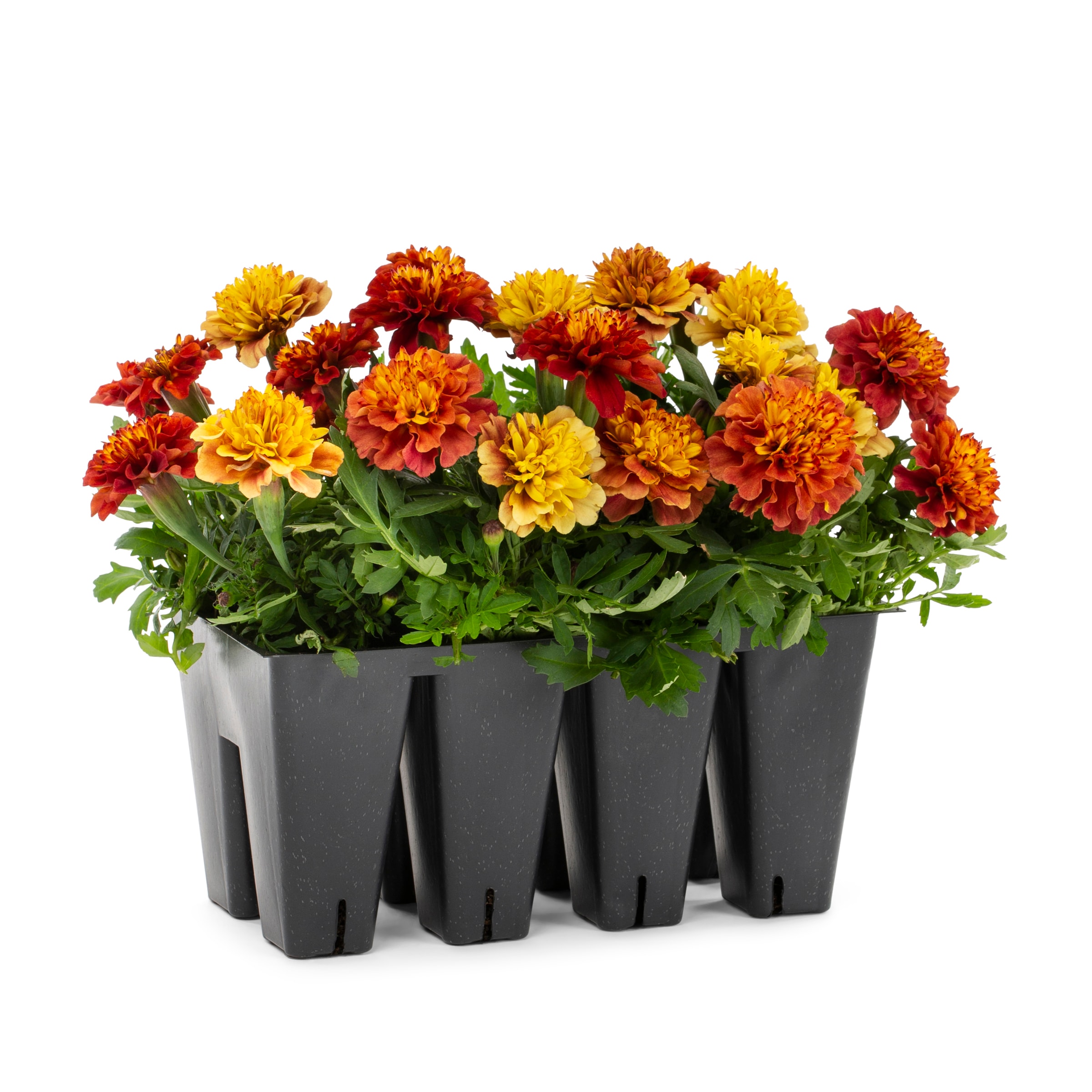 Lowe's 1527848 Multicolor Marigold in 8 -Pack Tray 8 -Pack