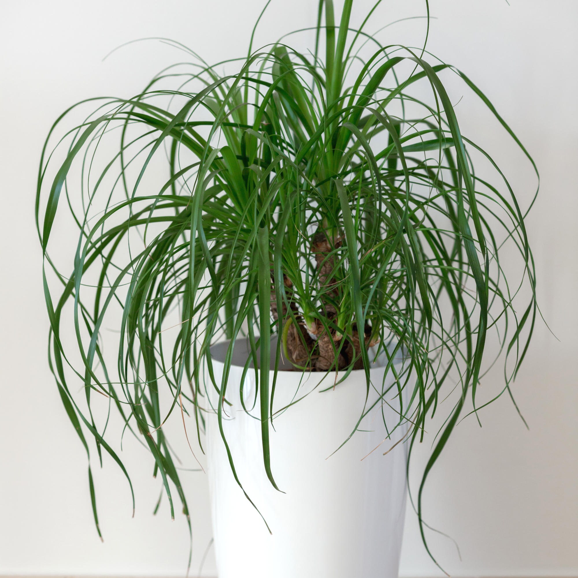 National Plant Network LW1294 hseplants - View #4