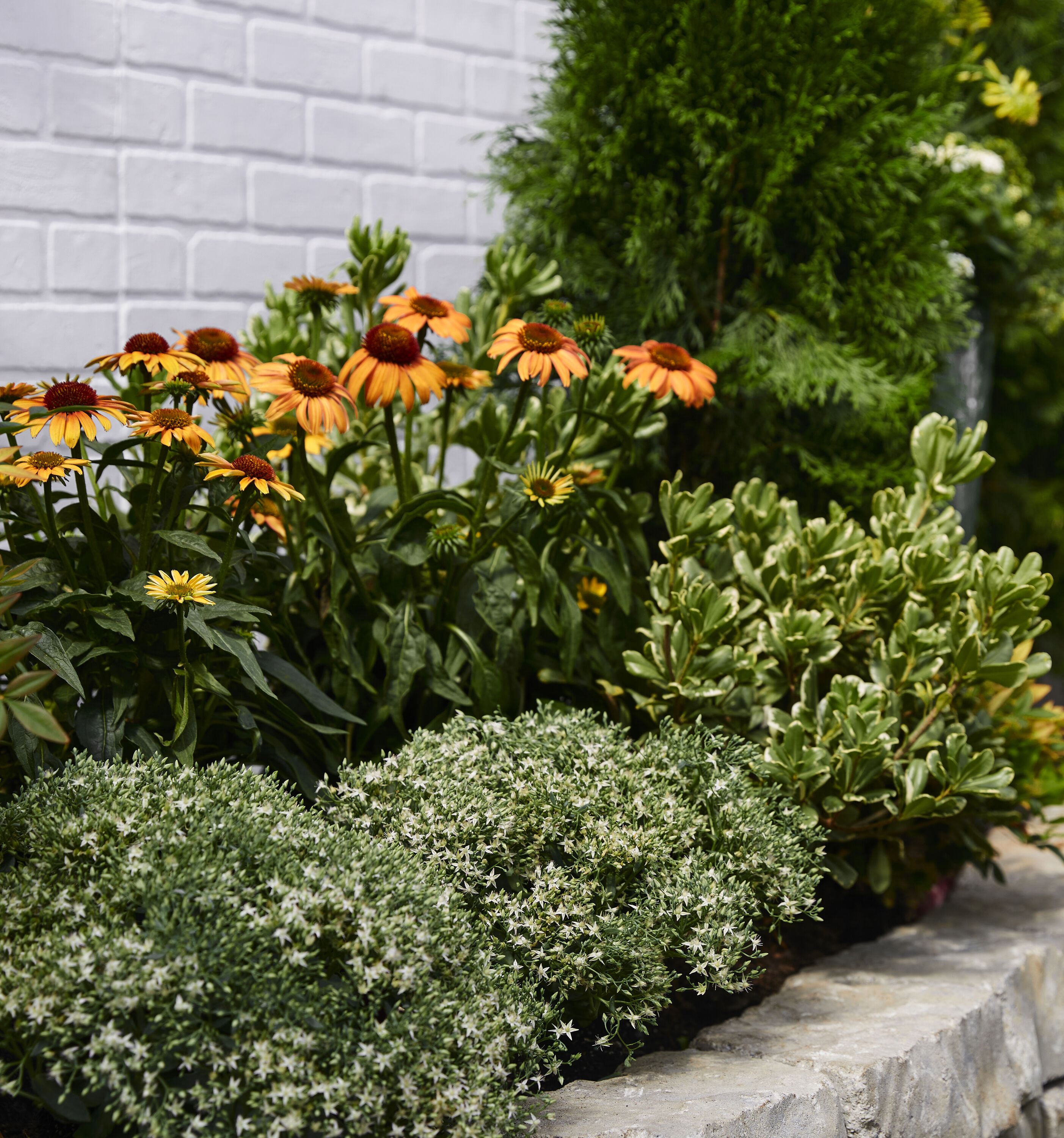 Lowe's 443322 perennials - View #4
