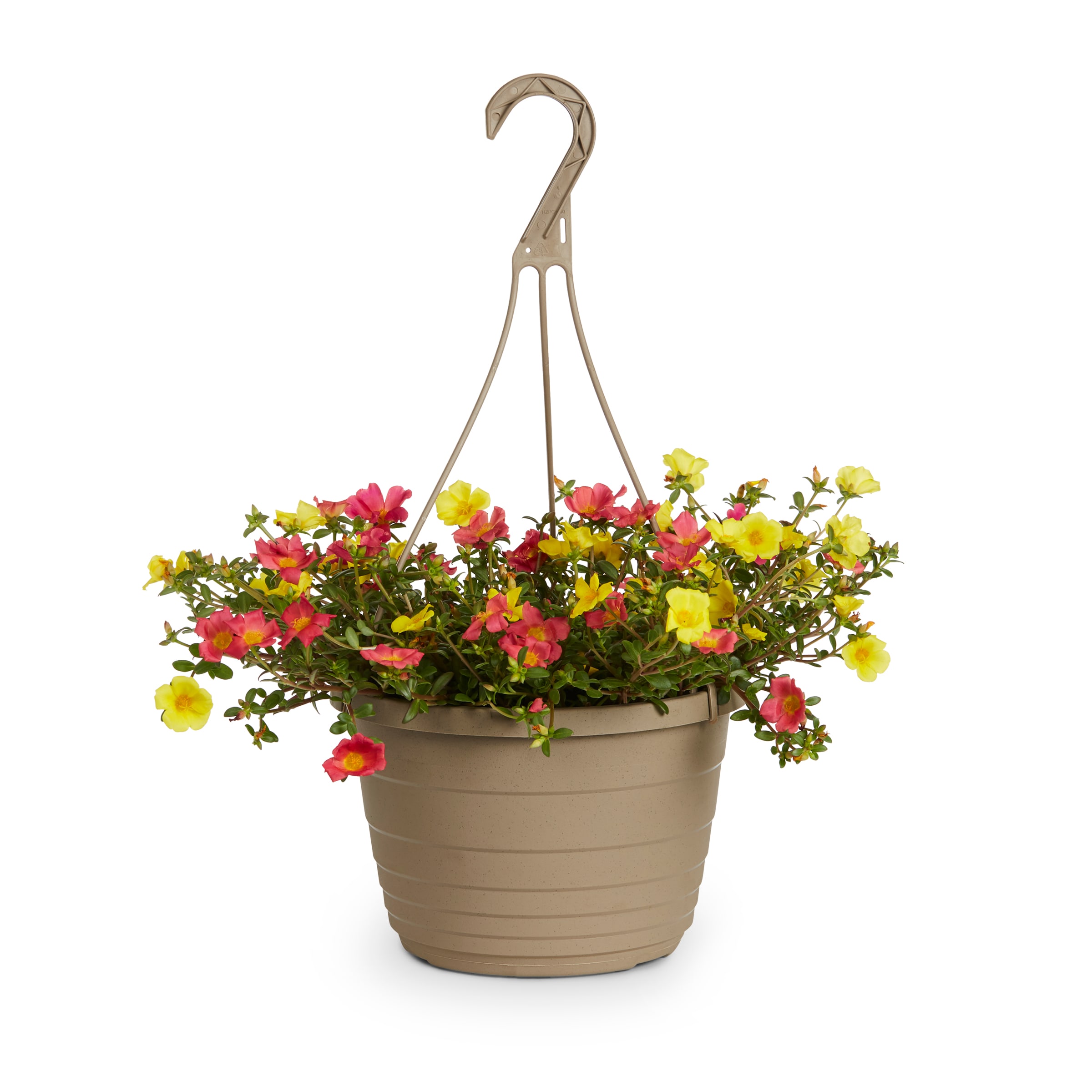 Lowe's 94004 Multicolor Moss Rose in 1.5-Gallons Hanging Basket