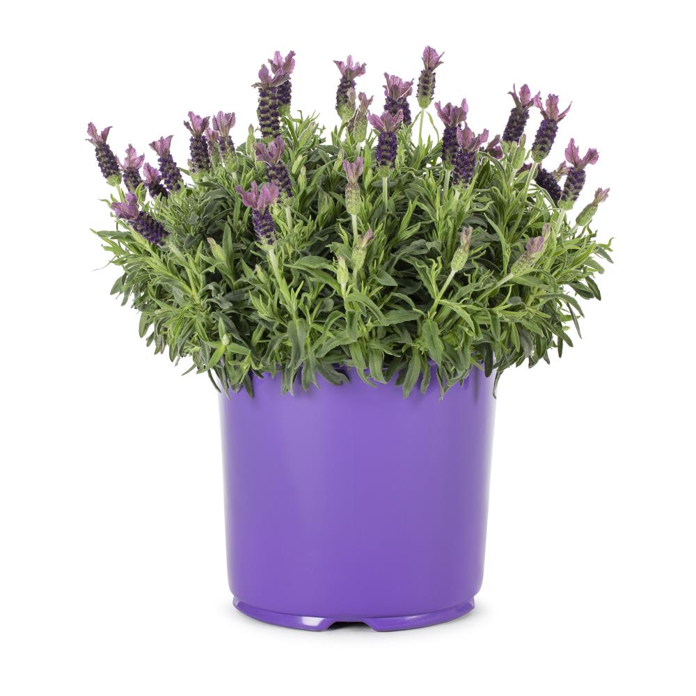 Lavender Perennials at