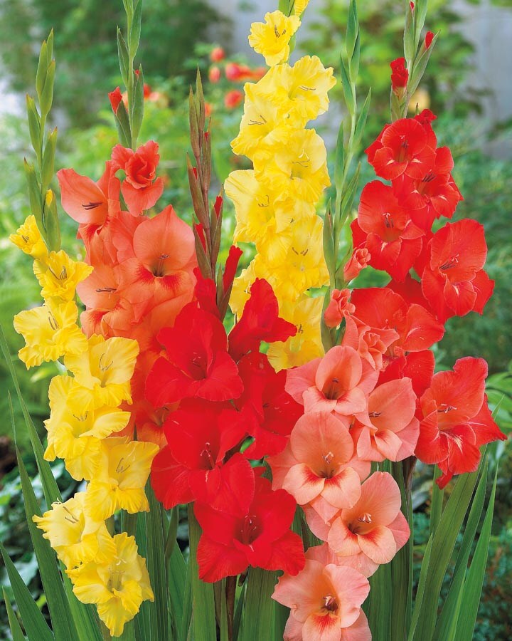 Mixed Tropical Sunrise Gladiolus Plants, Bulbs & Seeds at Lowes.com