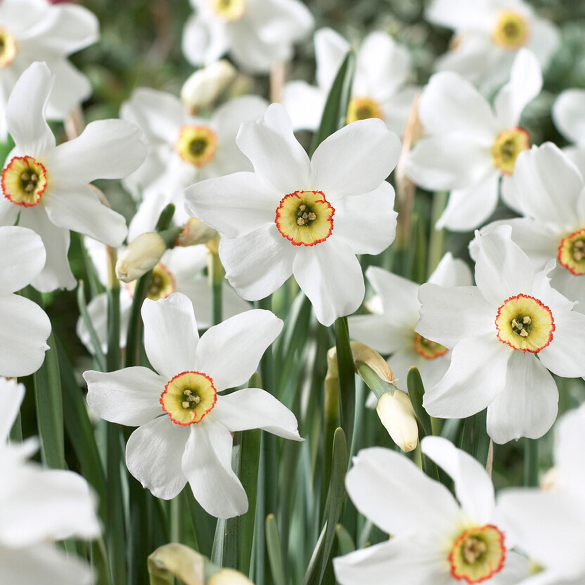 Garden State Bulb ECF-119-25-01 White Pheasant's Eye Narcissus Poeticus Daffodil Bulbs 25 Count