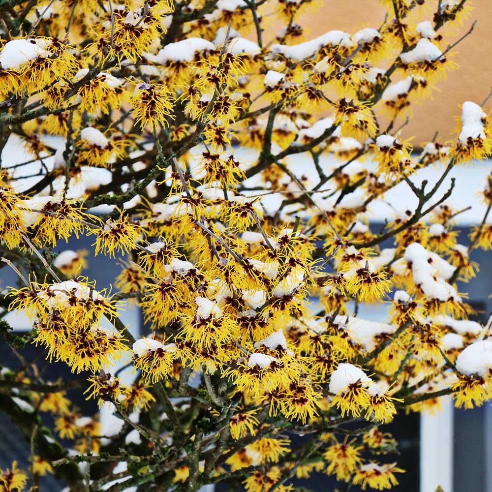 Brighter Blooms 12715 trees - View #3