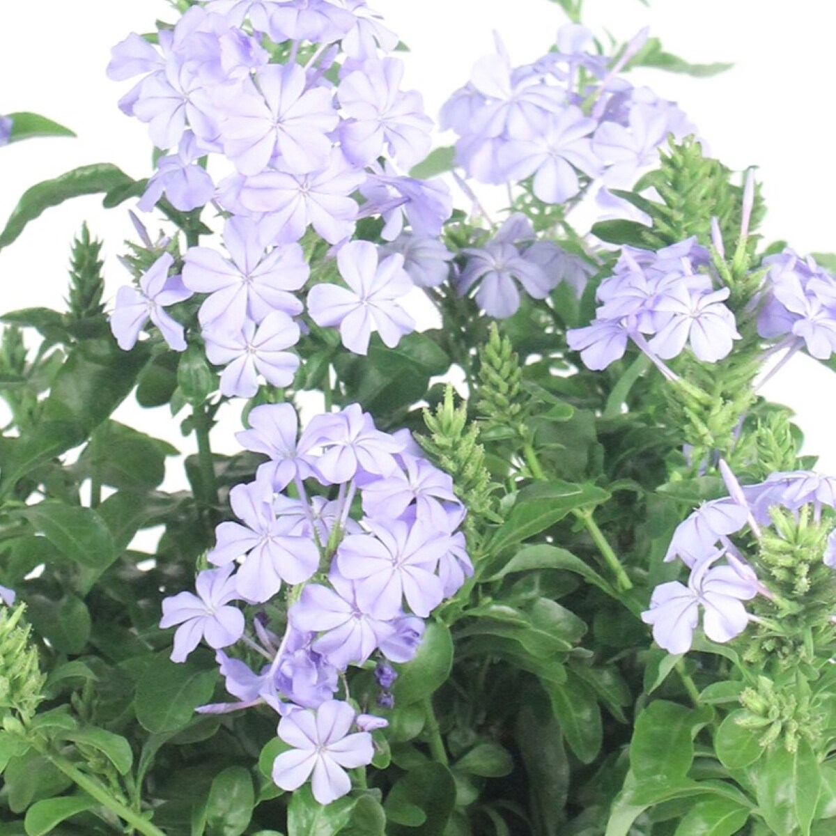 Lowe's NURSERY annuals - View #2