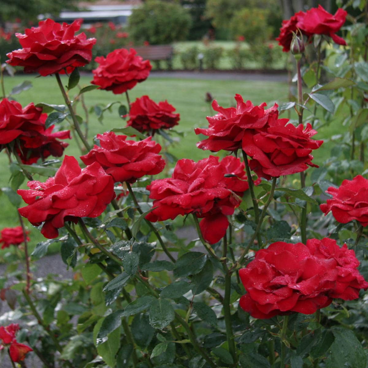 Spring Hill Nurseries 85789 roses - View #2