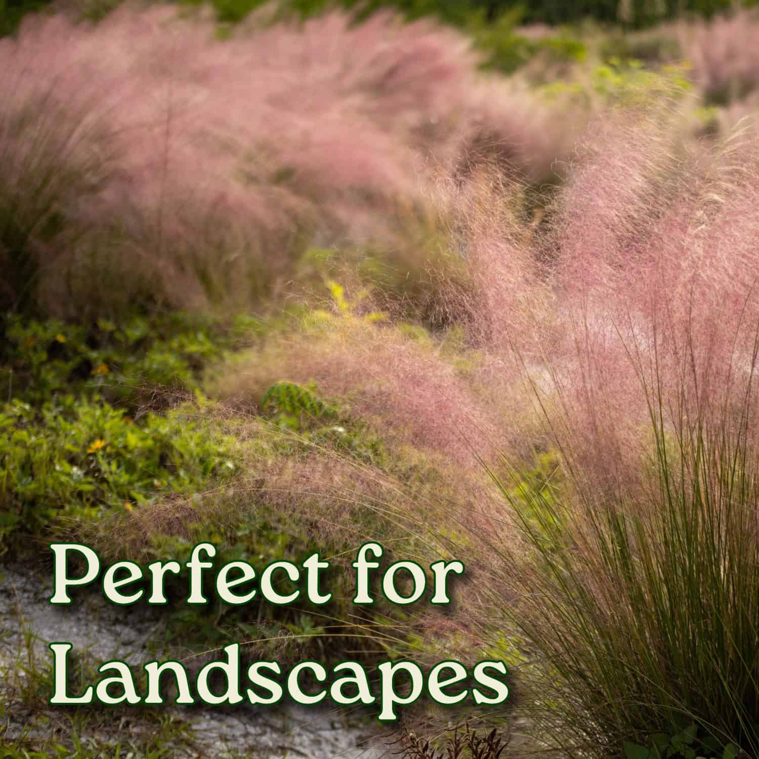 Tropical Plants of Florida Pink Muhly Grass in 3 Gallon Nursery Pot 1 Pack  in the Ornamental Grasses department at Lowes.com