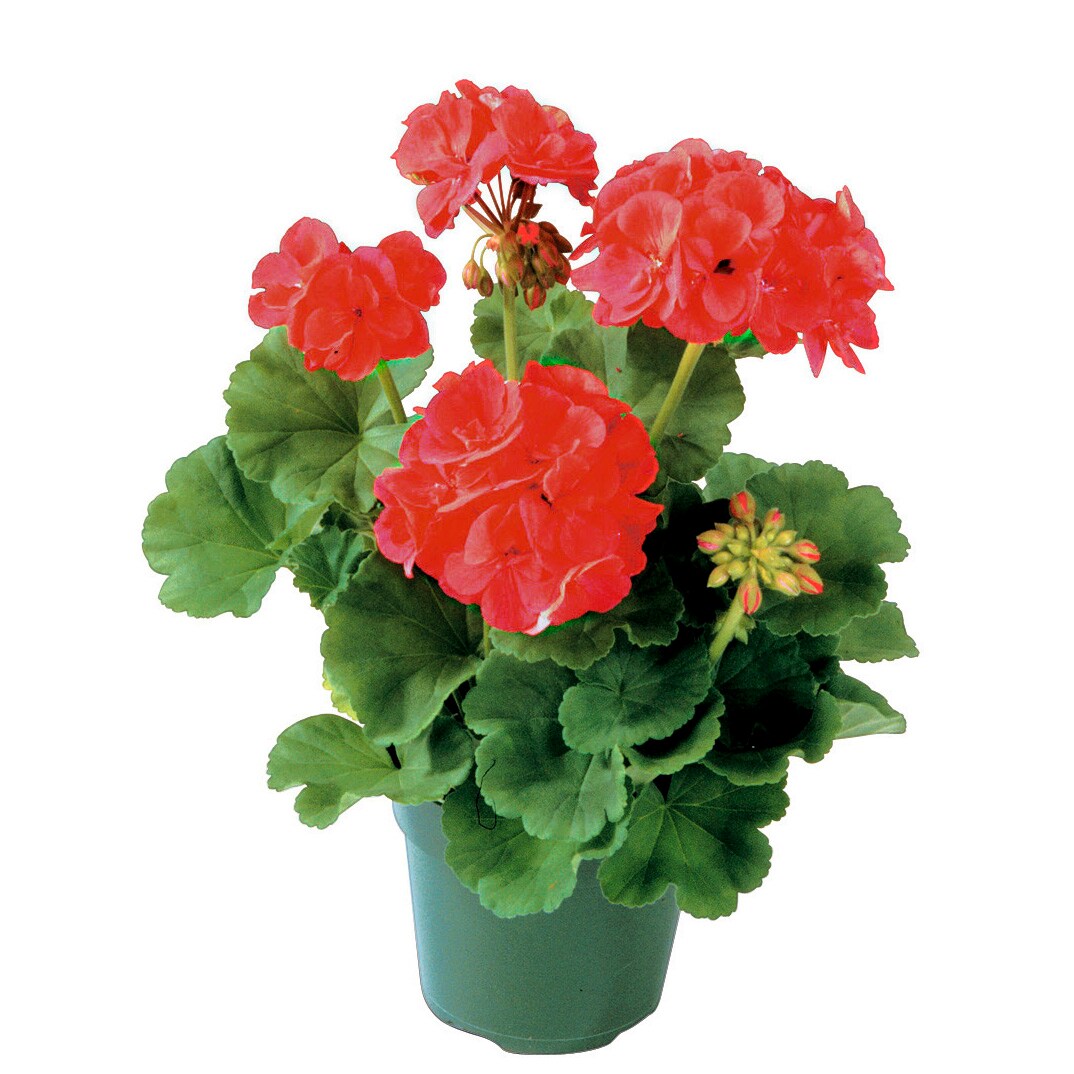 Lowe's 560004 annuals - View #7