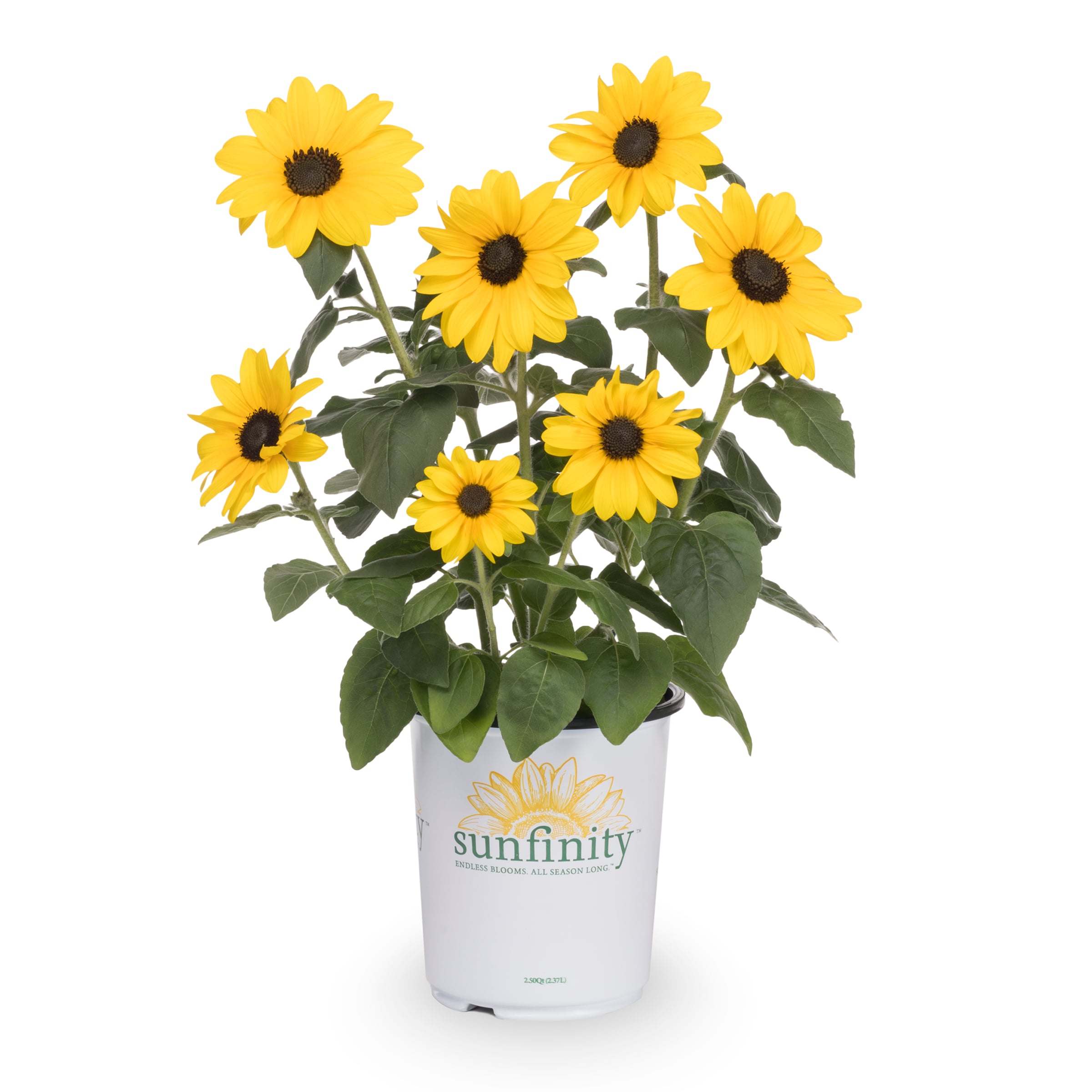 Lowe's NURSERY Yellow Sunfinity Sunflower in 2.5-Quart Pot
