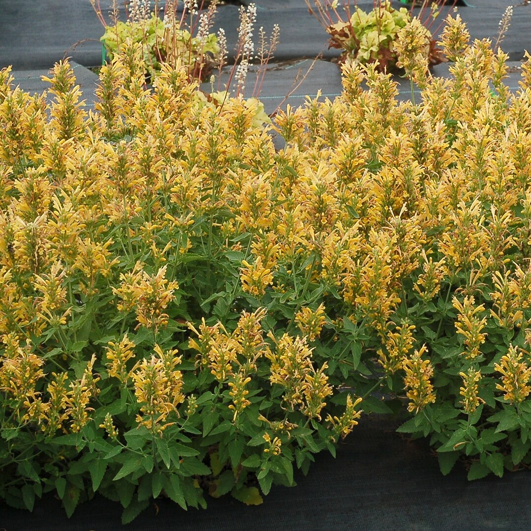 National Plant Network LW1447 perennials - View #5