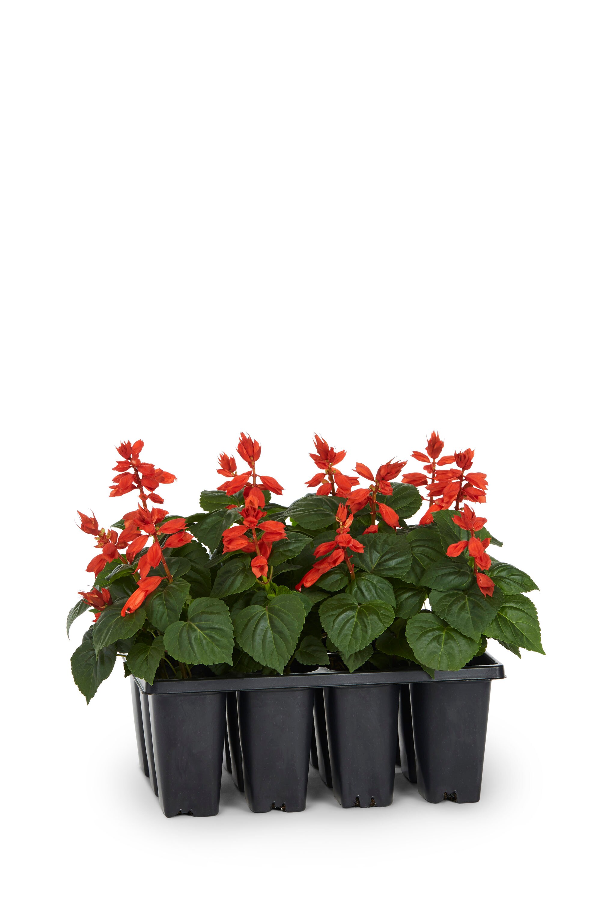 Lowe's Multicolor Salvia in 12-Pack Tray in the Annuals department at