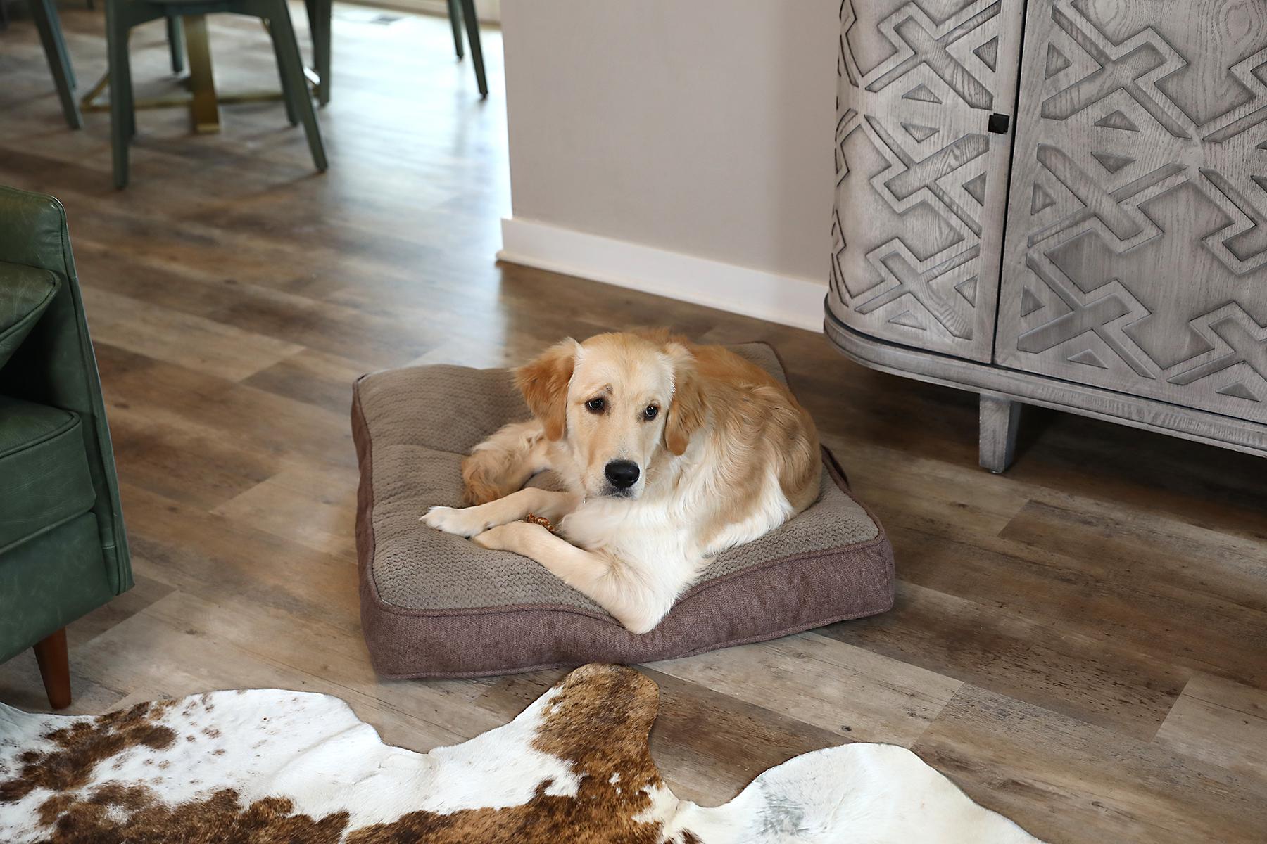 Shops lowes dog beds