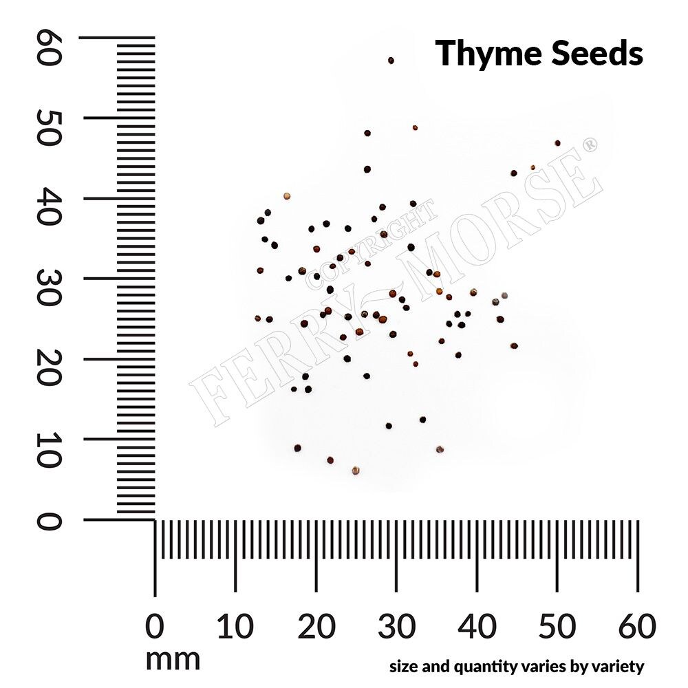 Ferry-Morse LC25.1375 Vegetable-Herb-Seeds - View #4